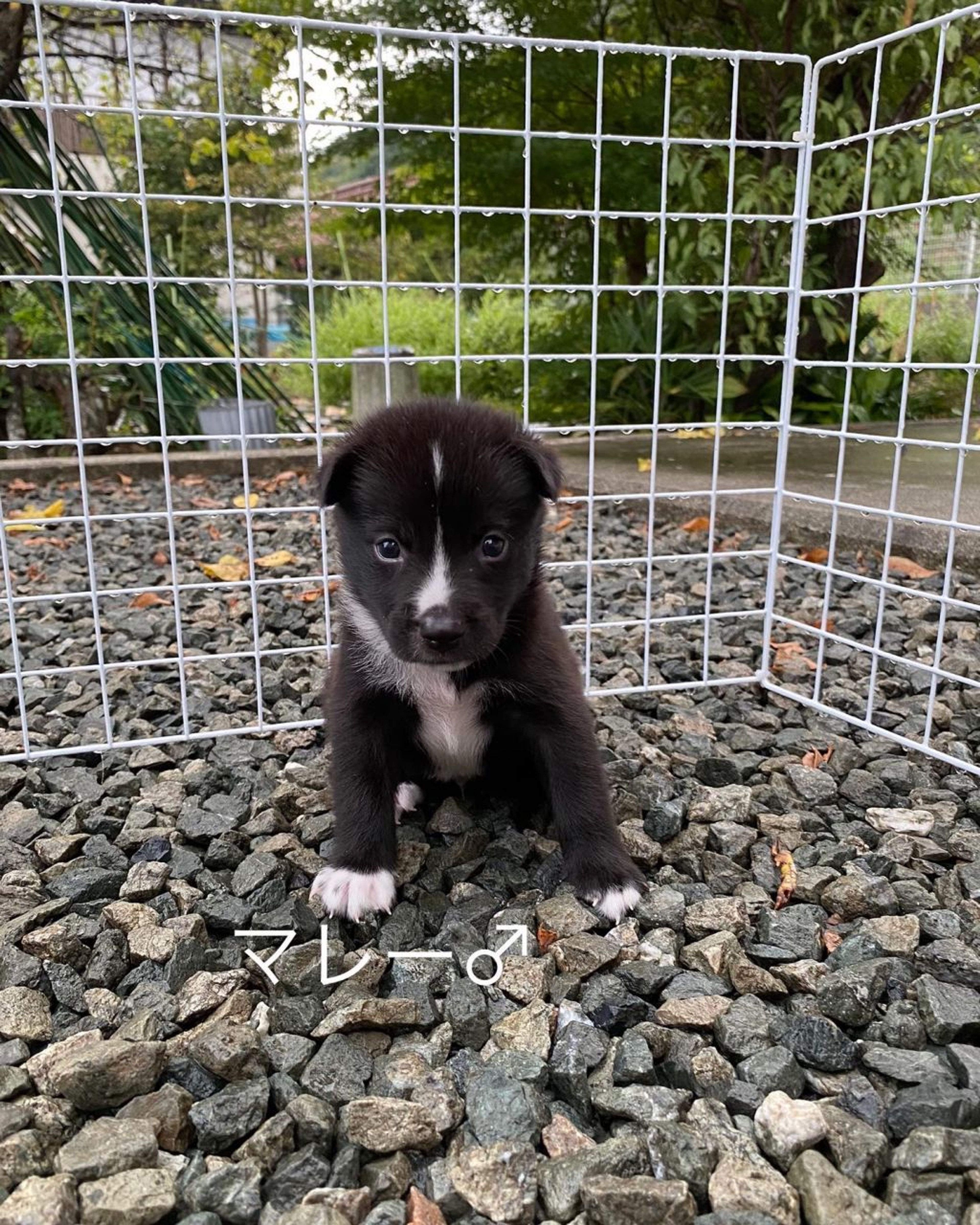 pet-image-5