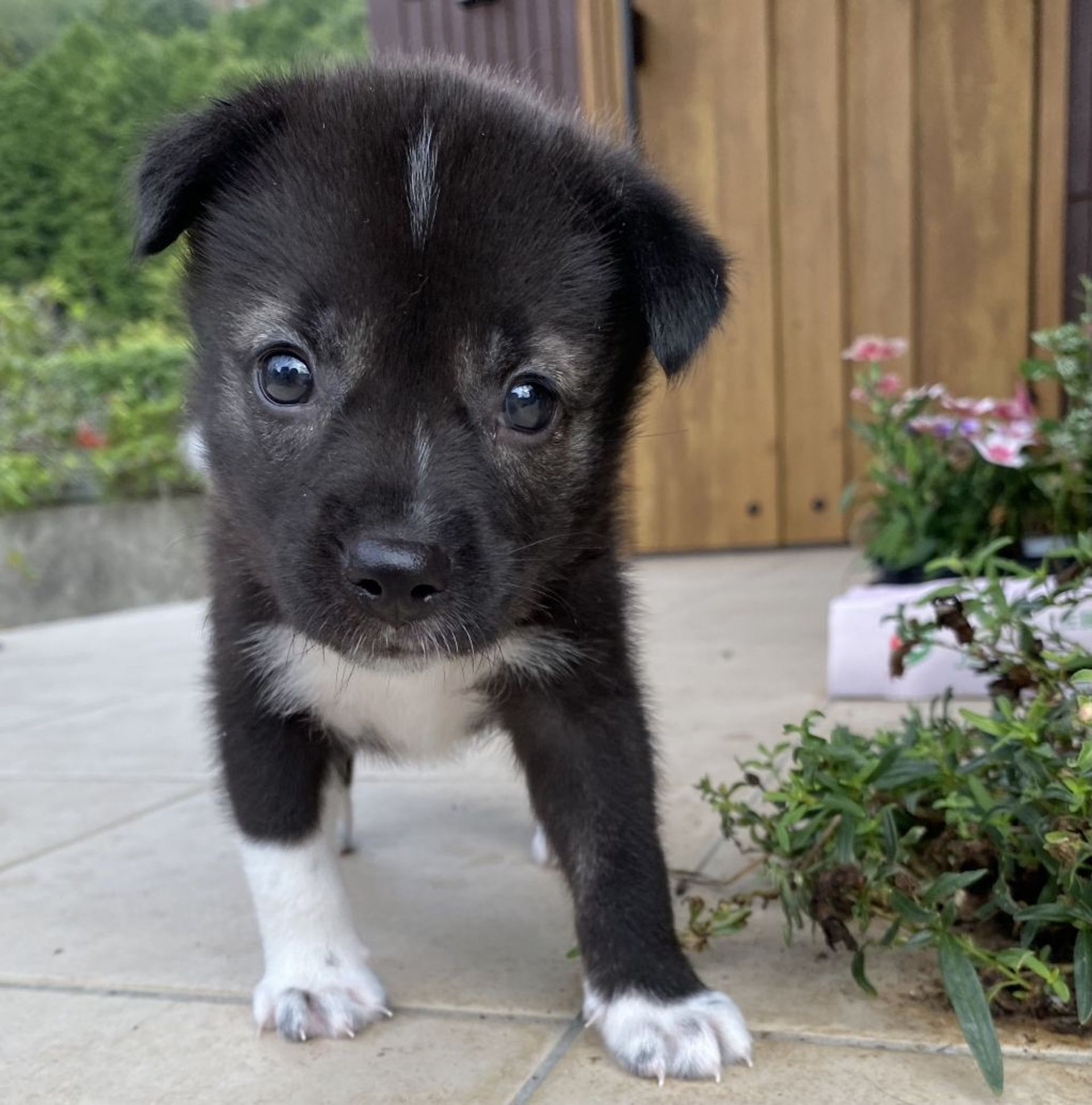 雑種（ミックス犬）・メスの里親募集の写真
