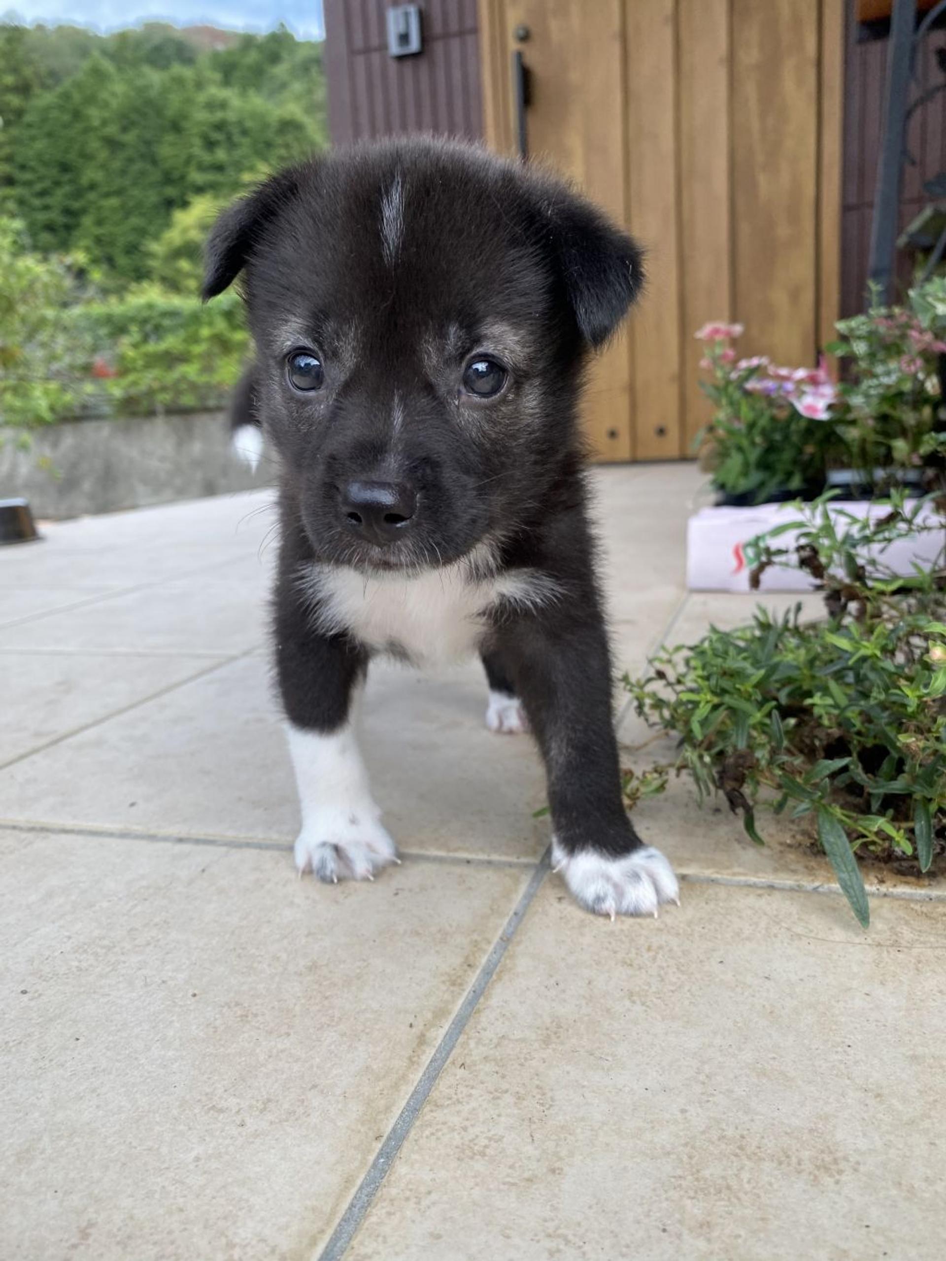 pet-image-2