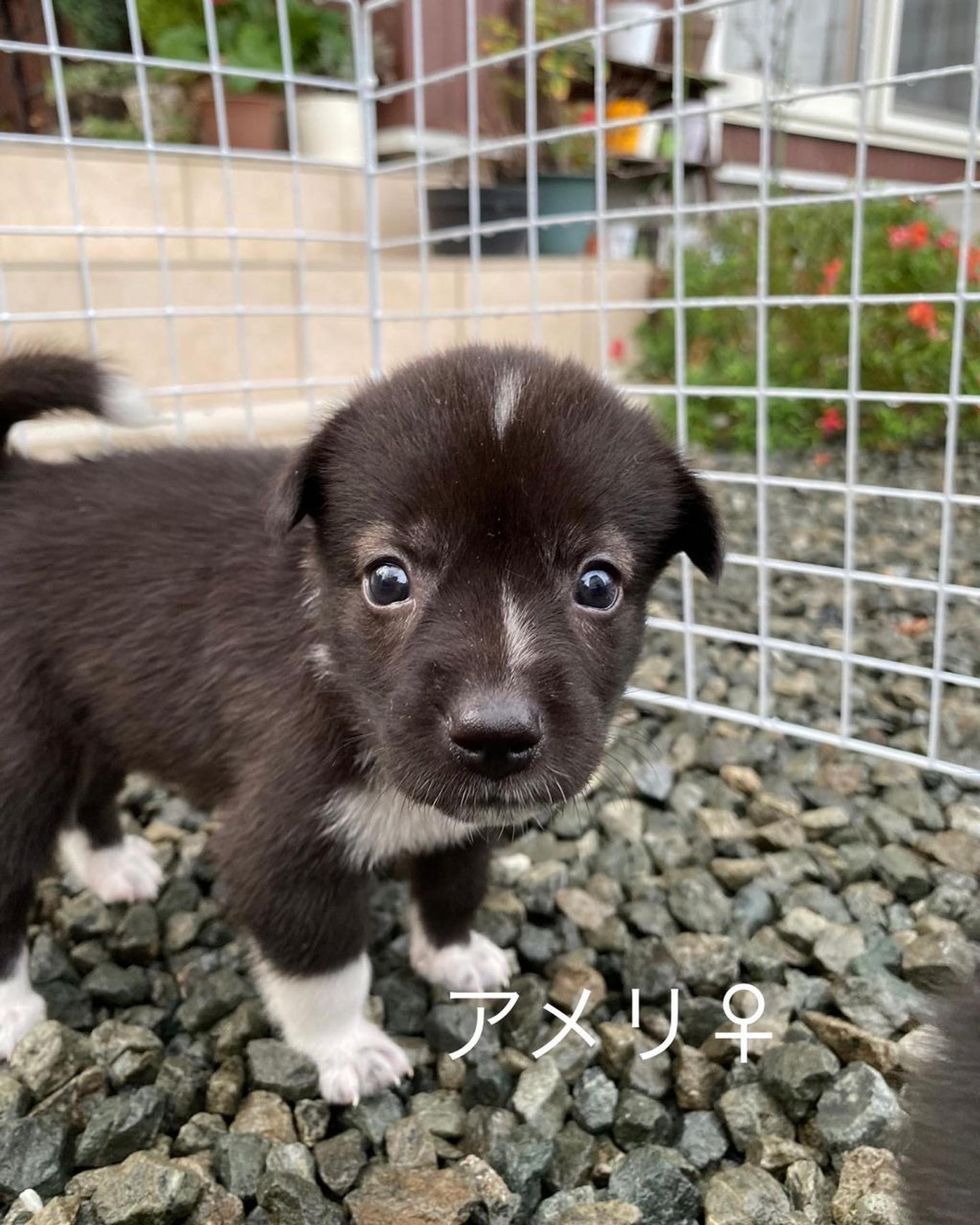 pet-image-4