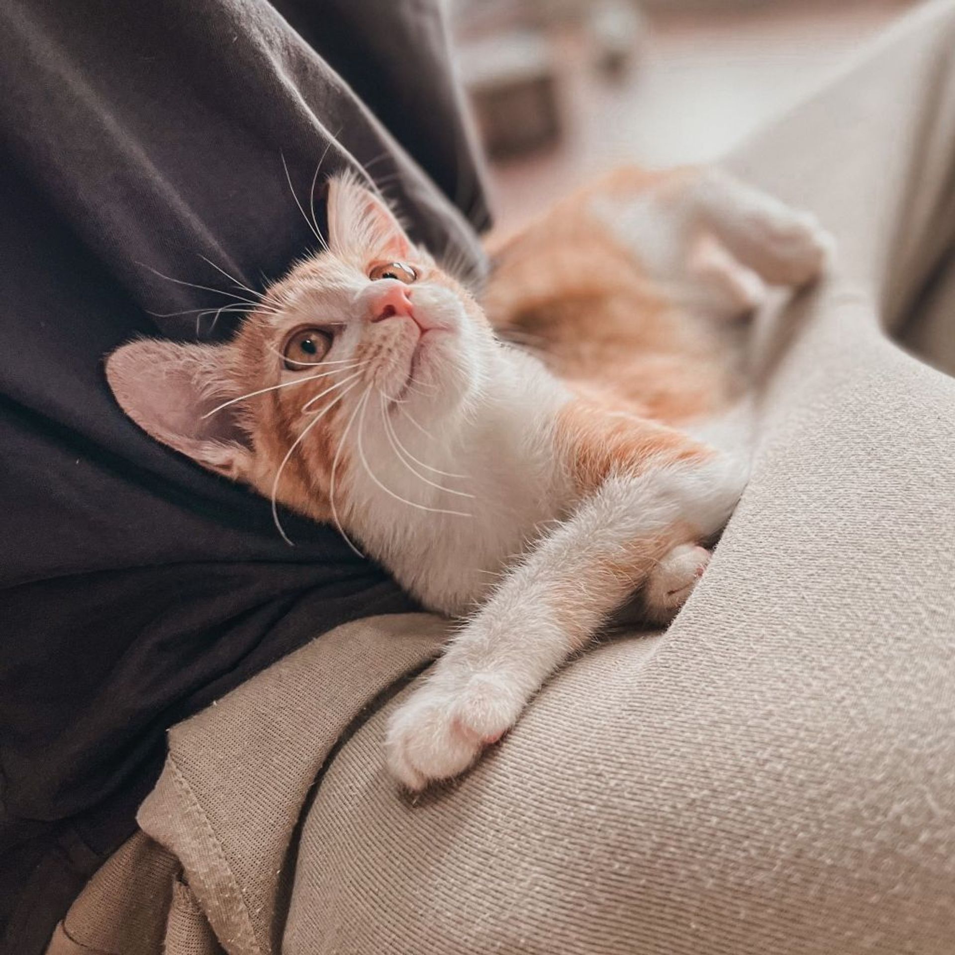 雑種（ミックス猫）・メスの里親募集の写真