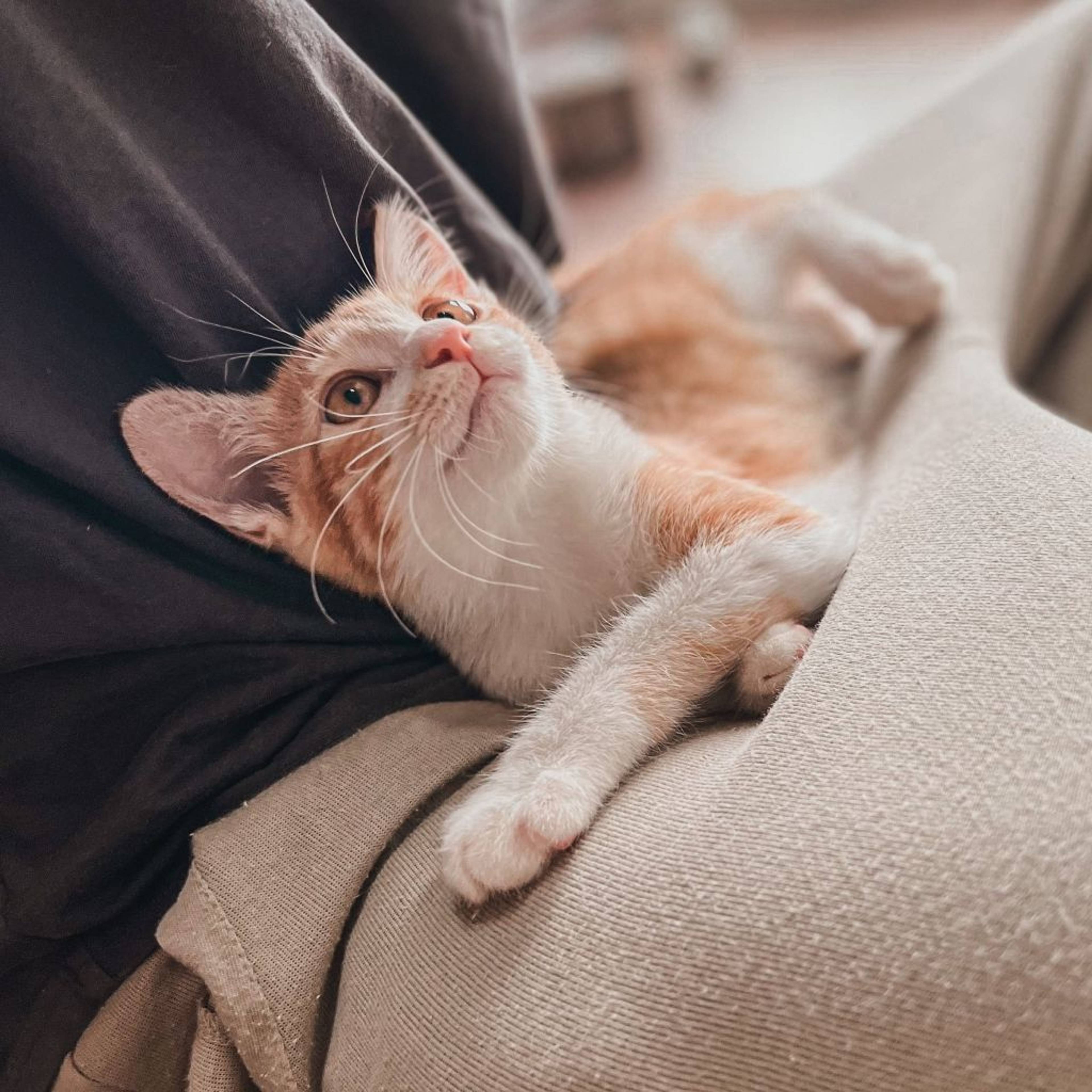 雑種（ミックス猫）・メスの里親募集の写真