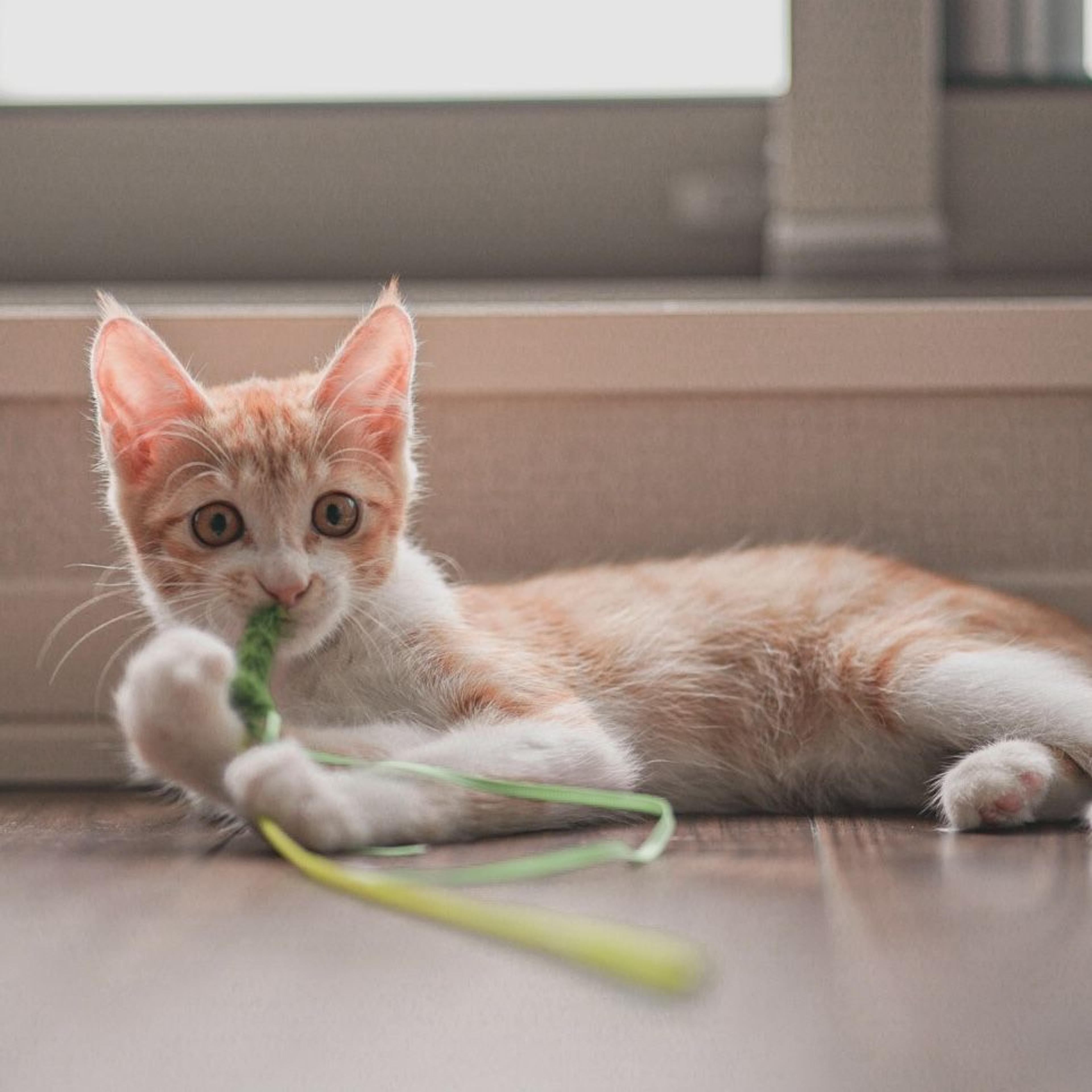 pet-image-3