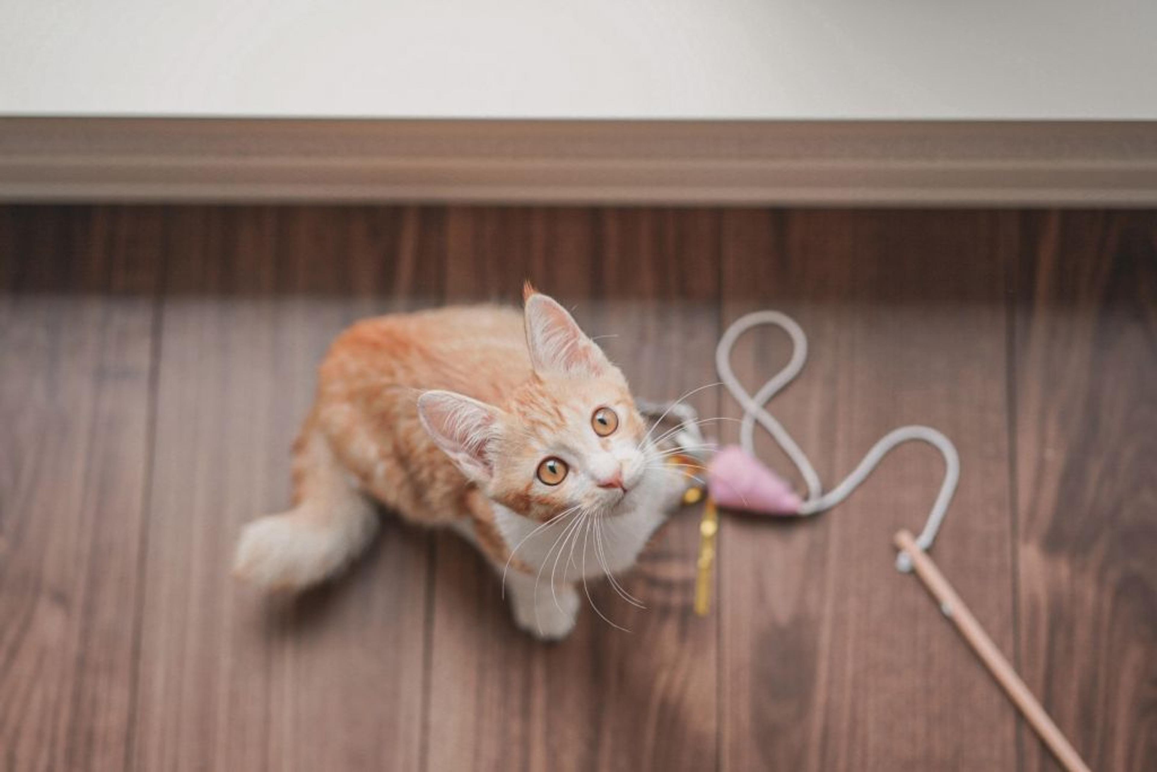 pet-image-4