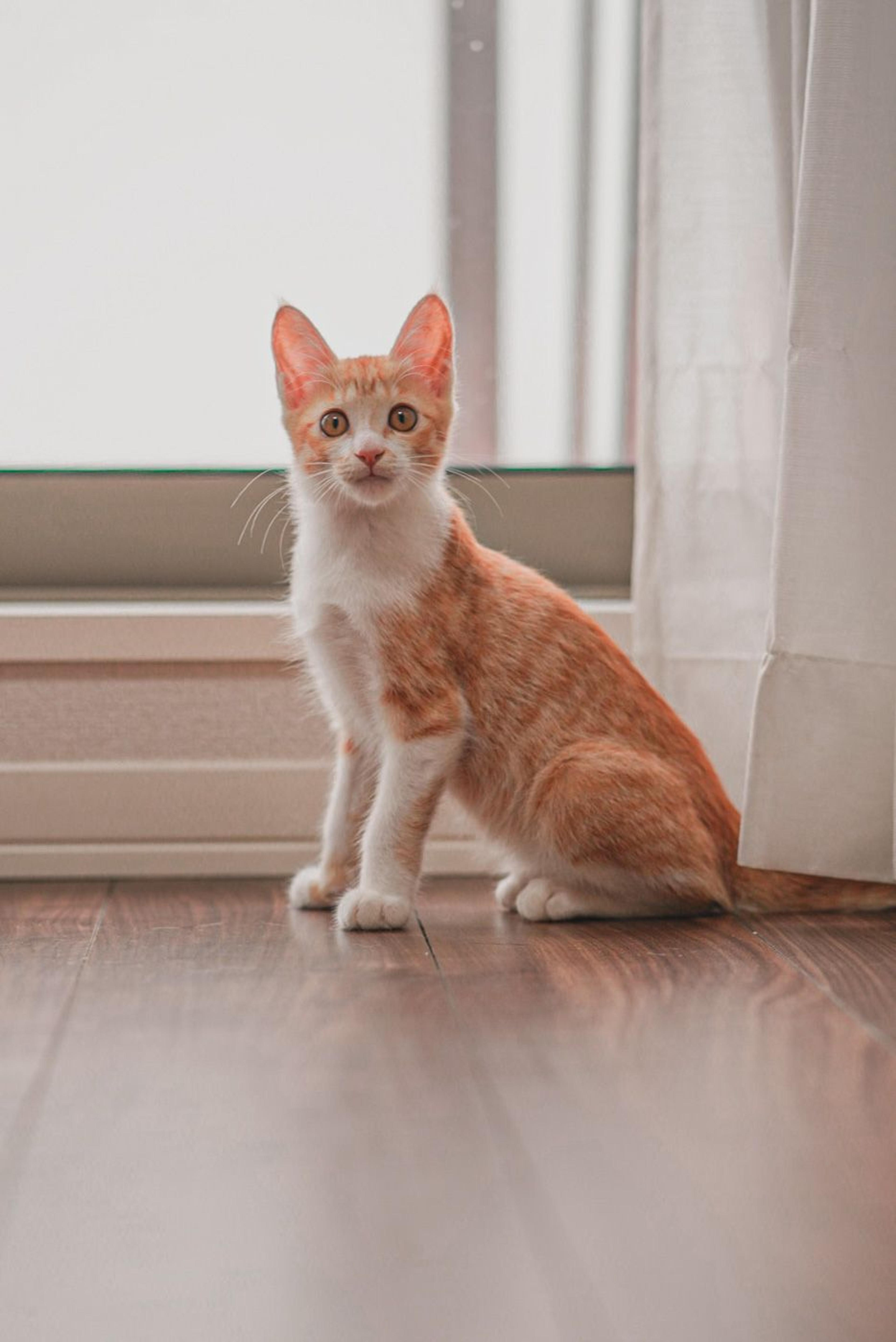 pet-image-5