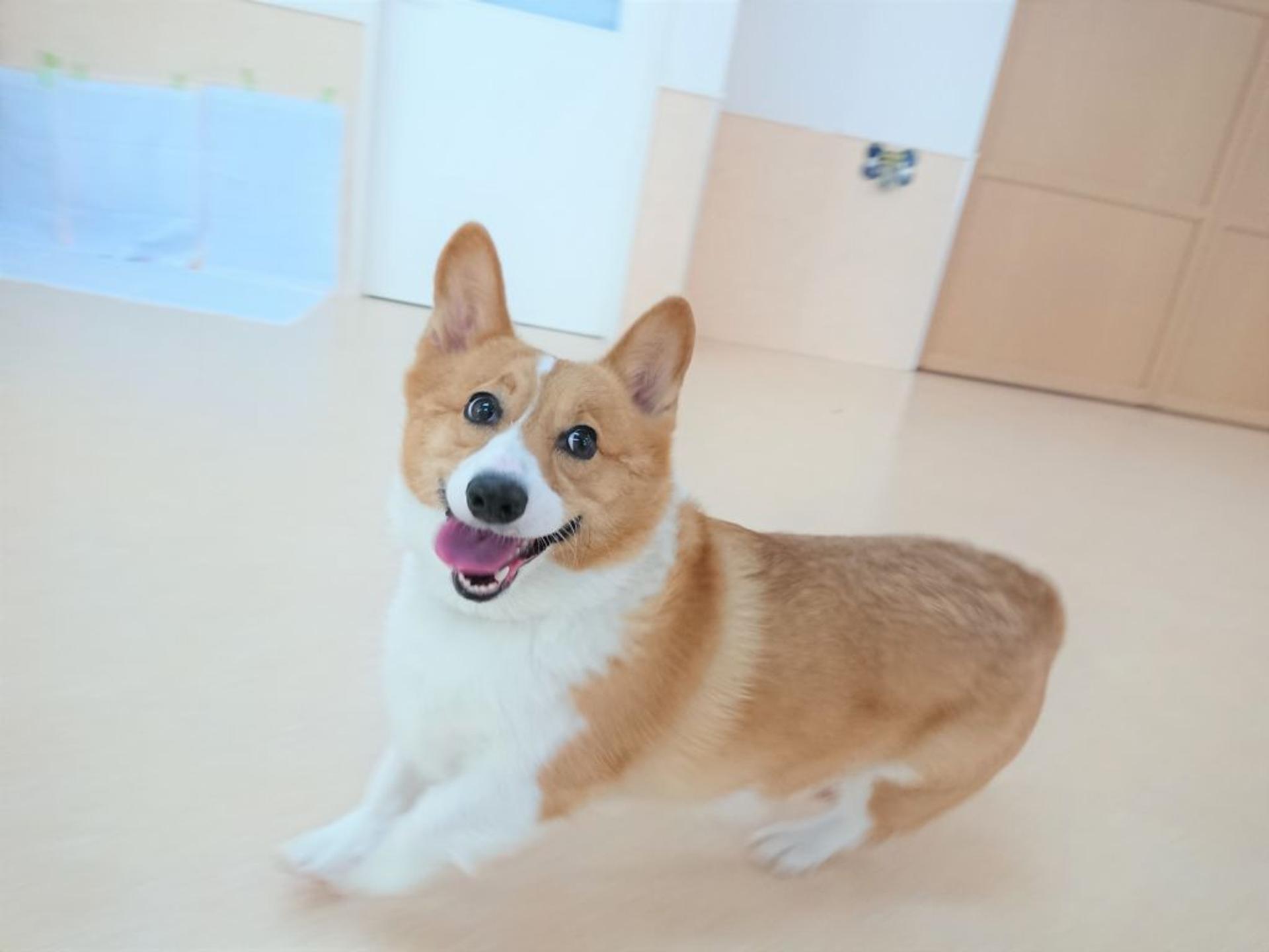 pet-image-3