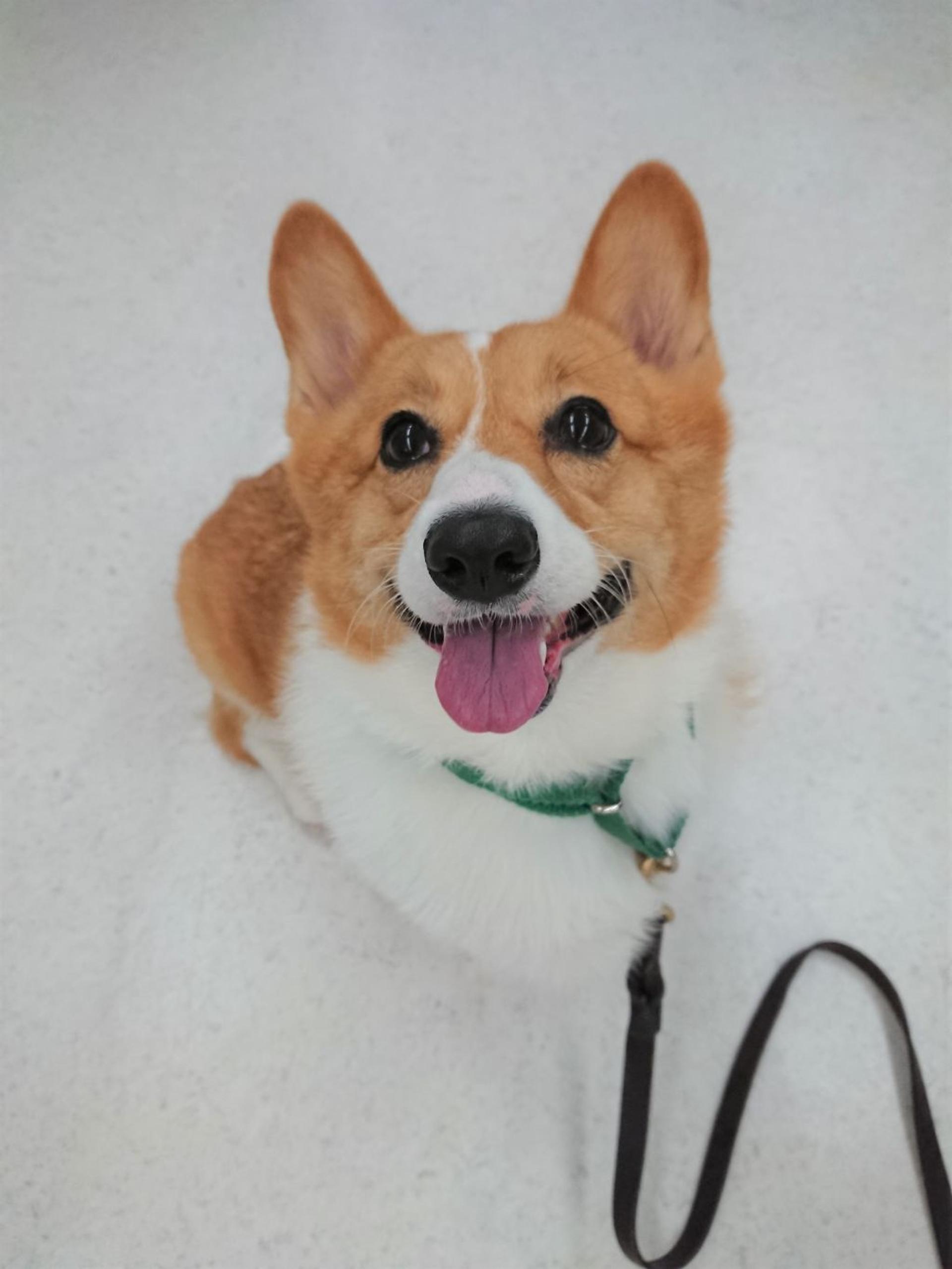 pet-image-5