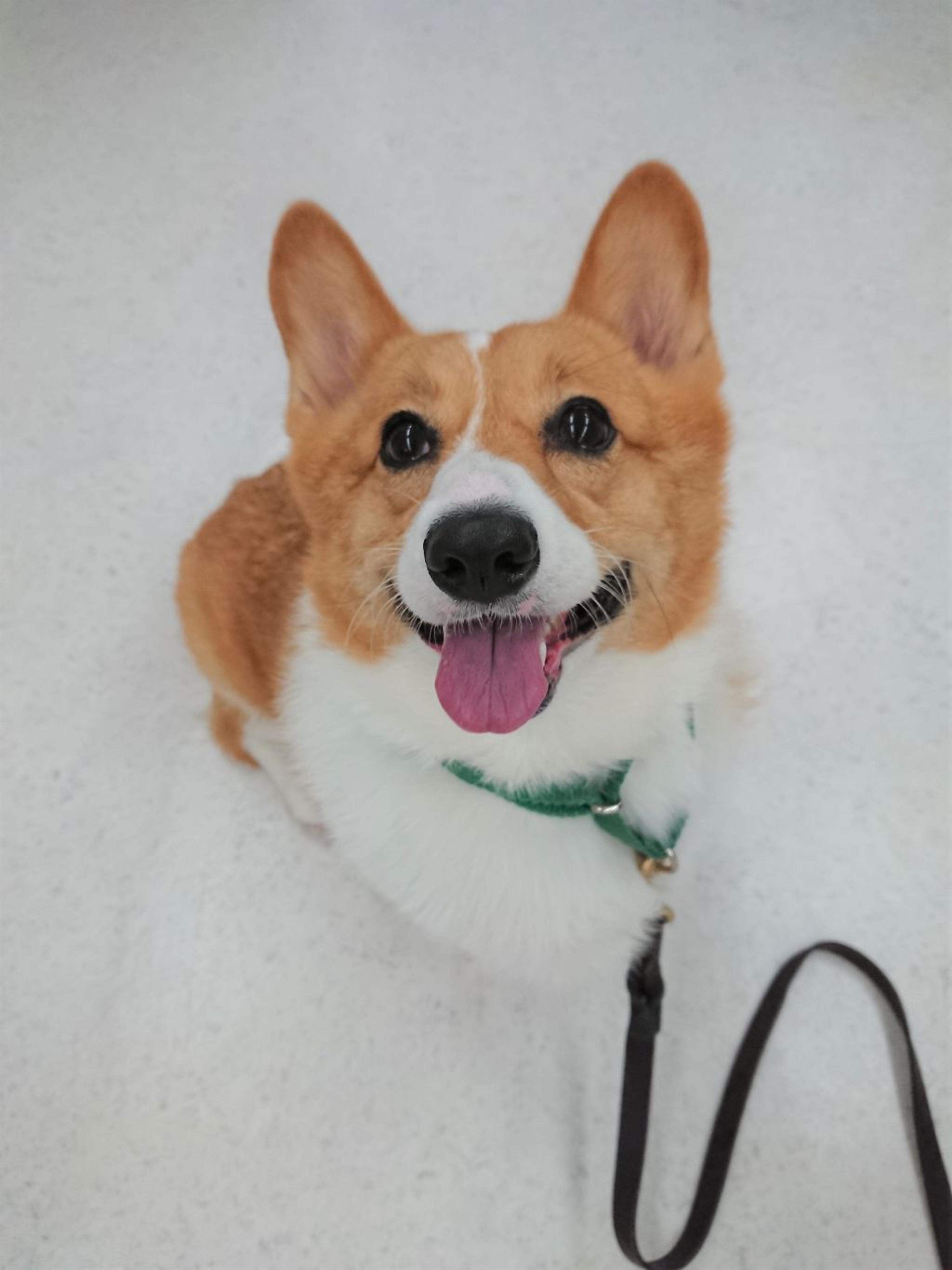pet-image-5