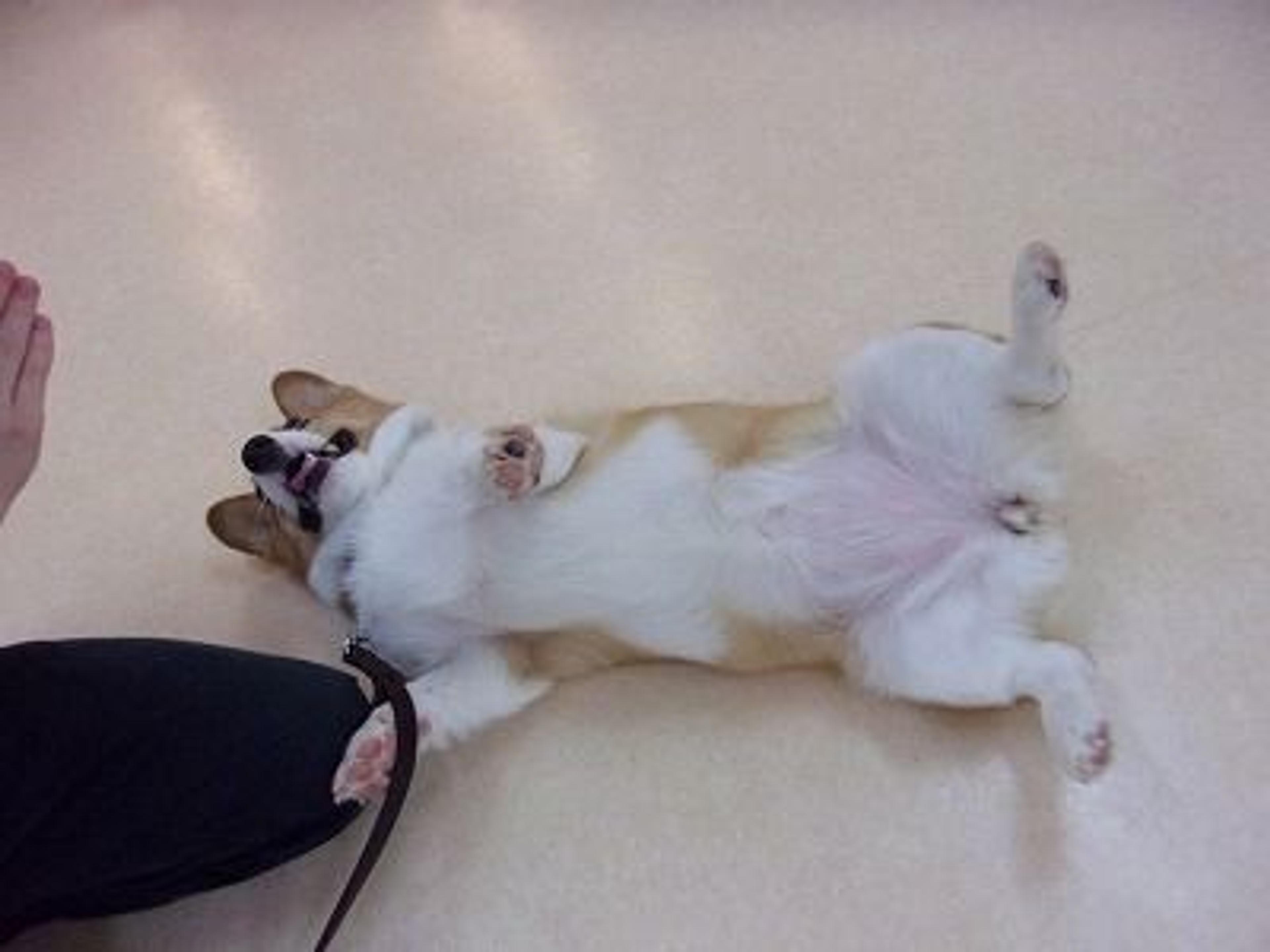 pet-image-6