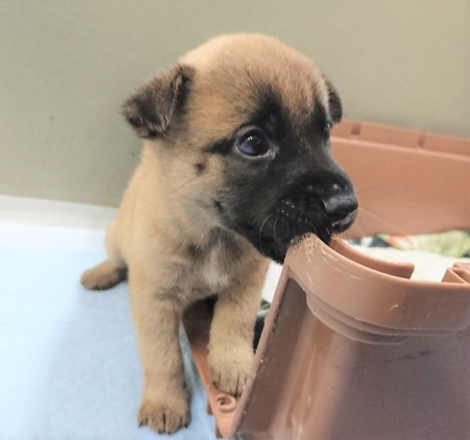 雑種（ミックス犬）・メスの里親募集の写真