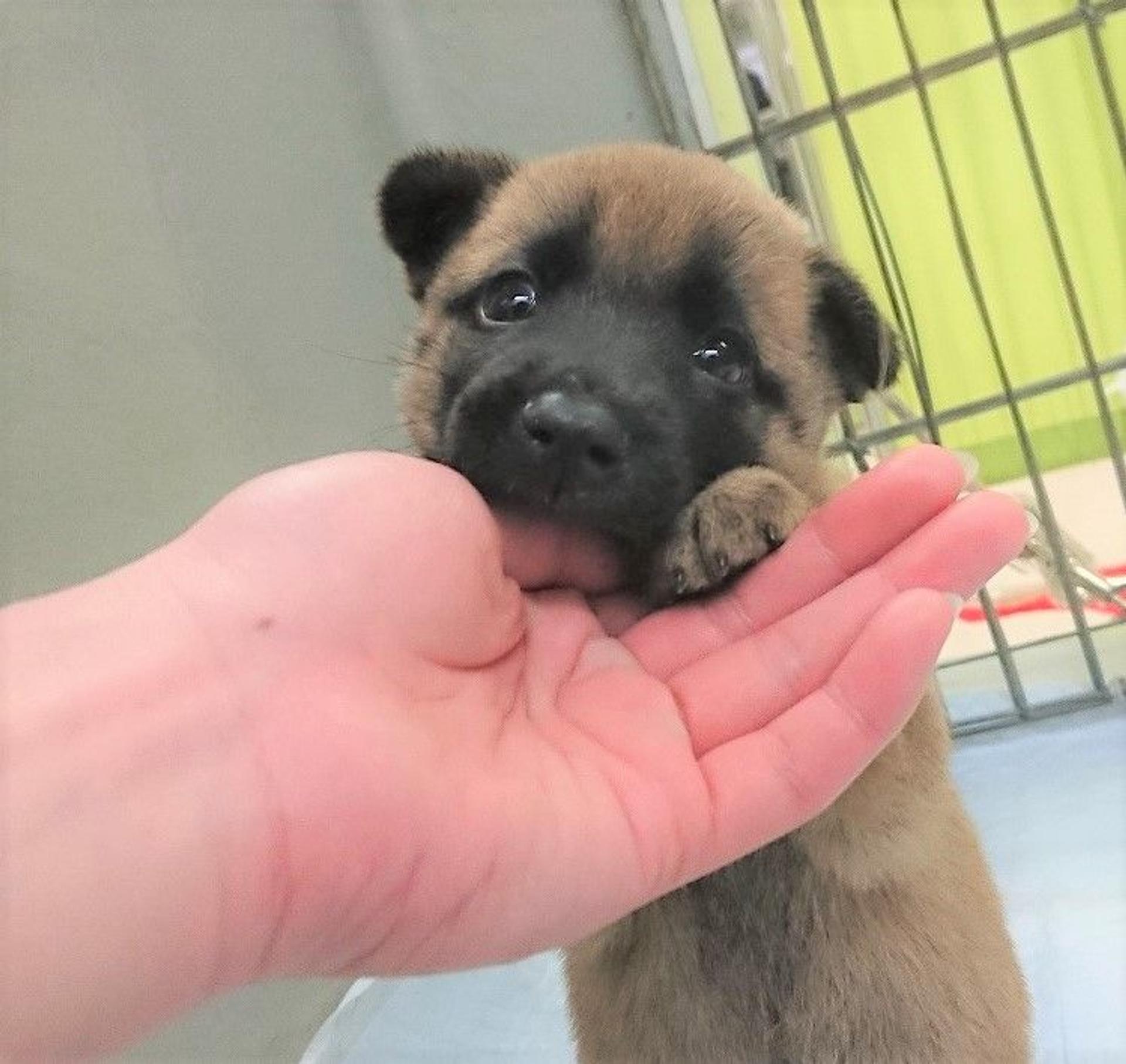 pet-image-2