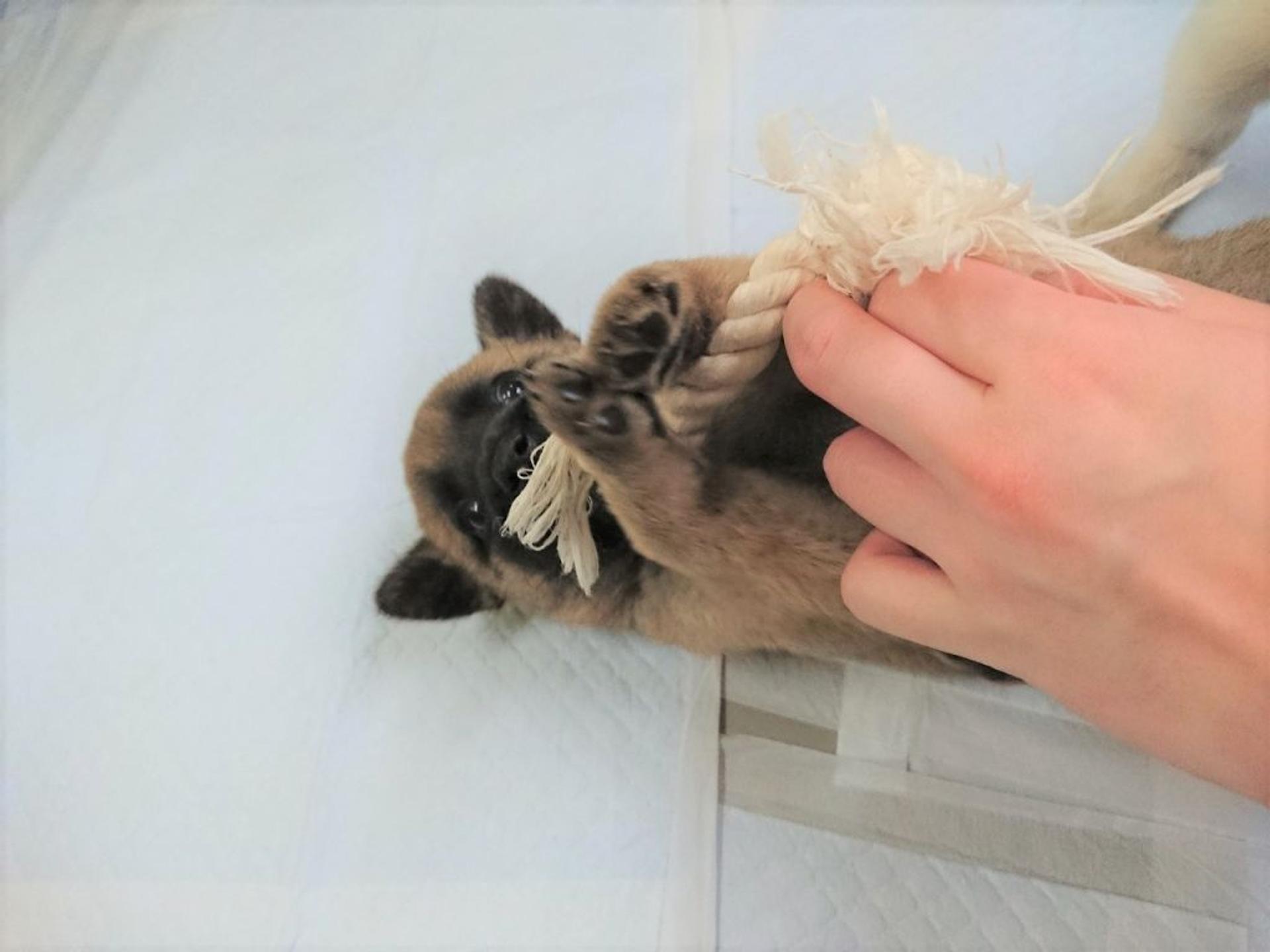 pet-image-4