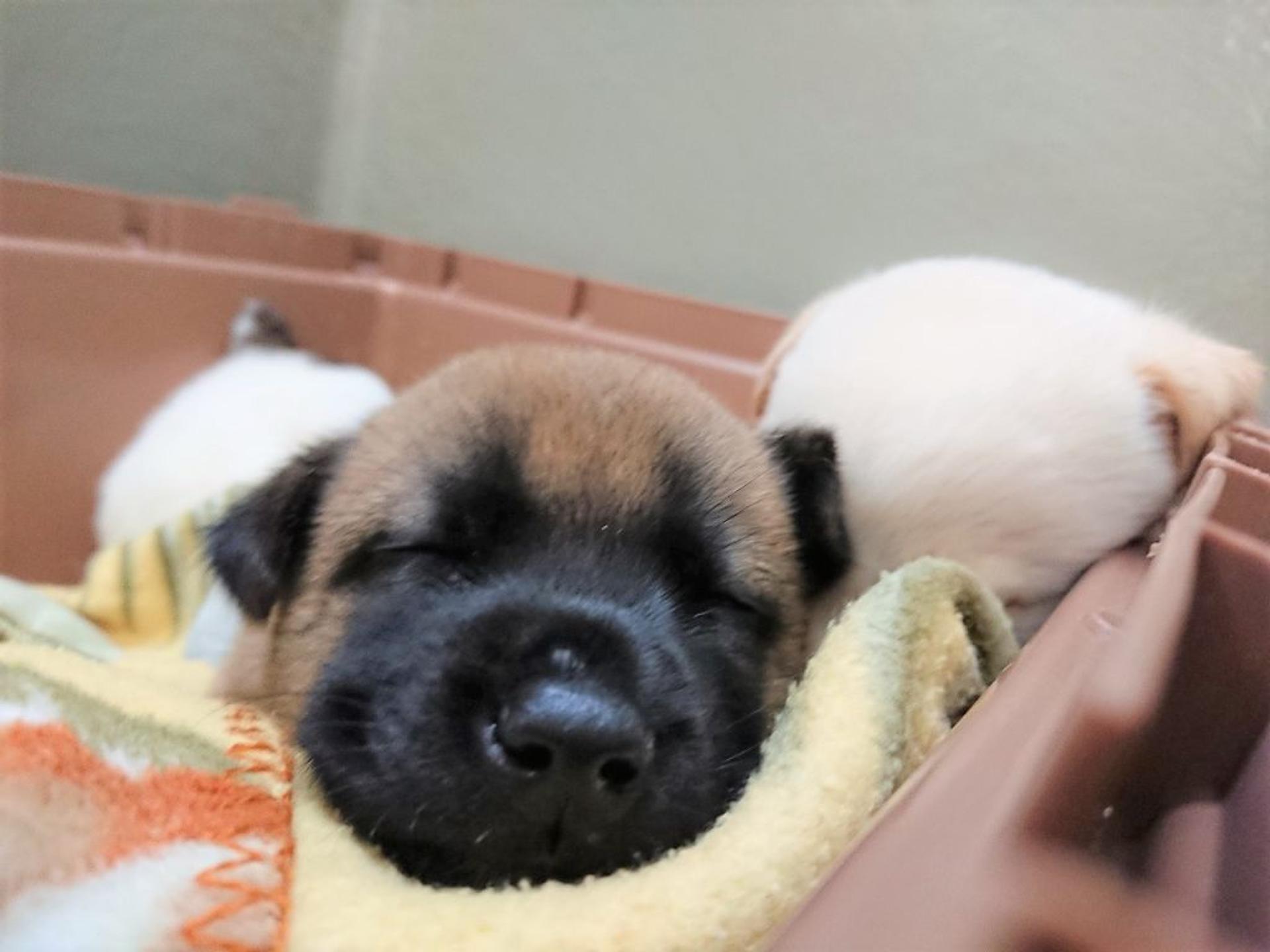 pet-image-8