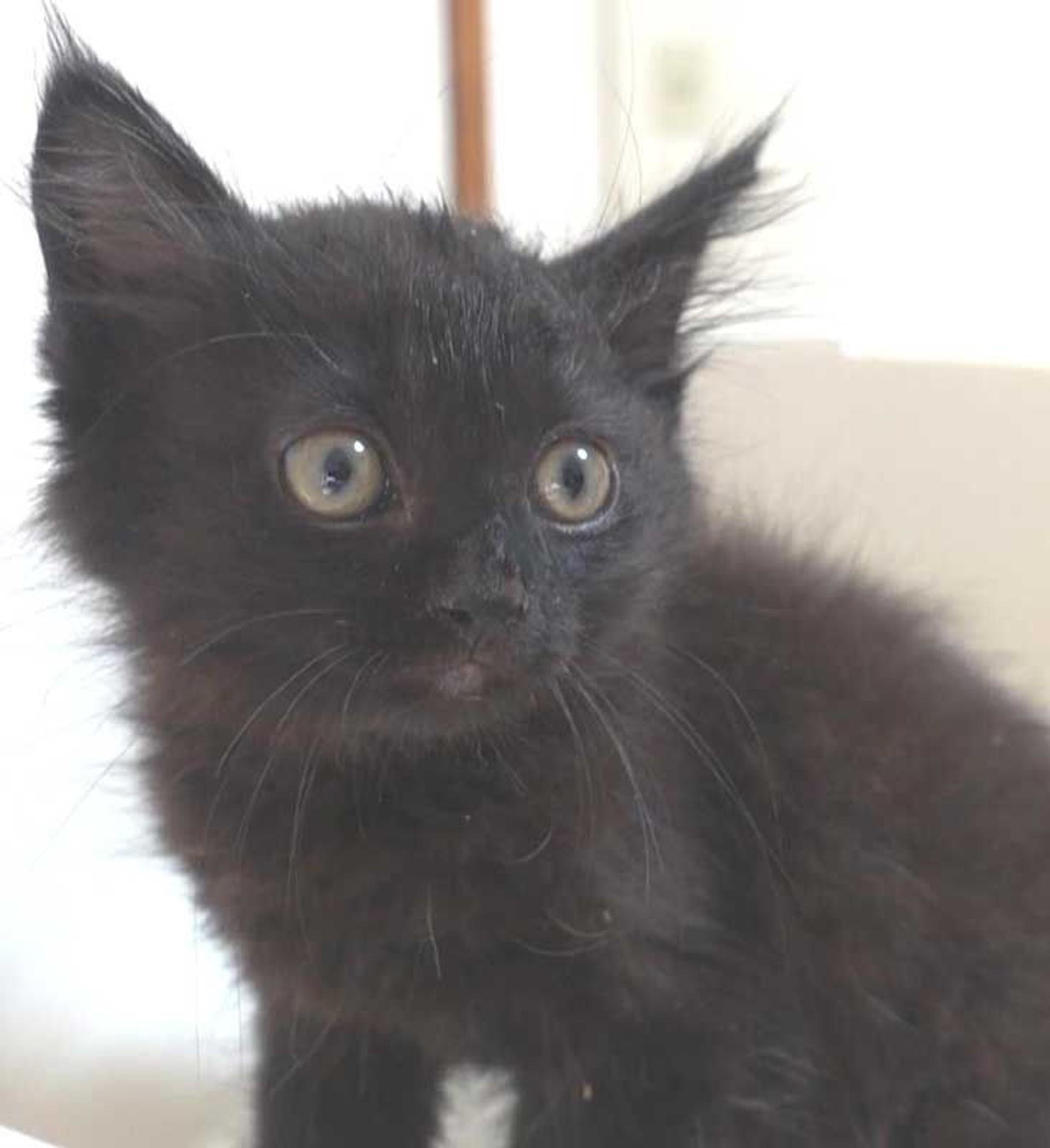 pet-image-3