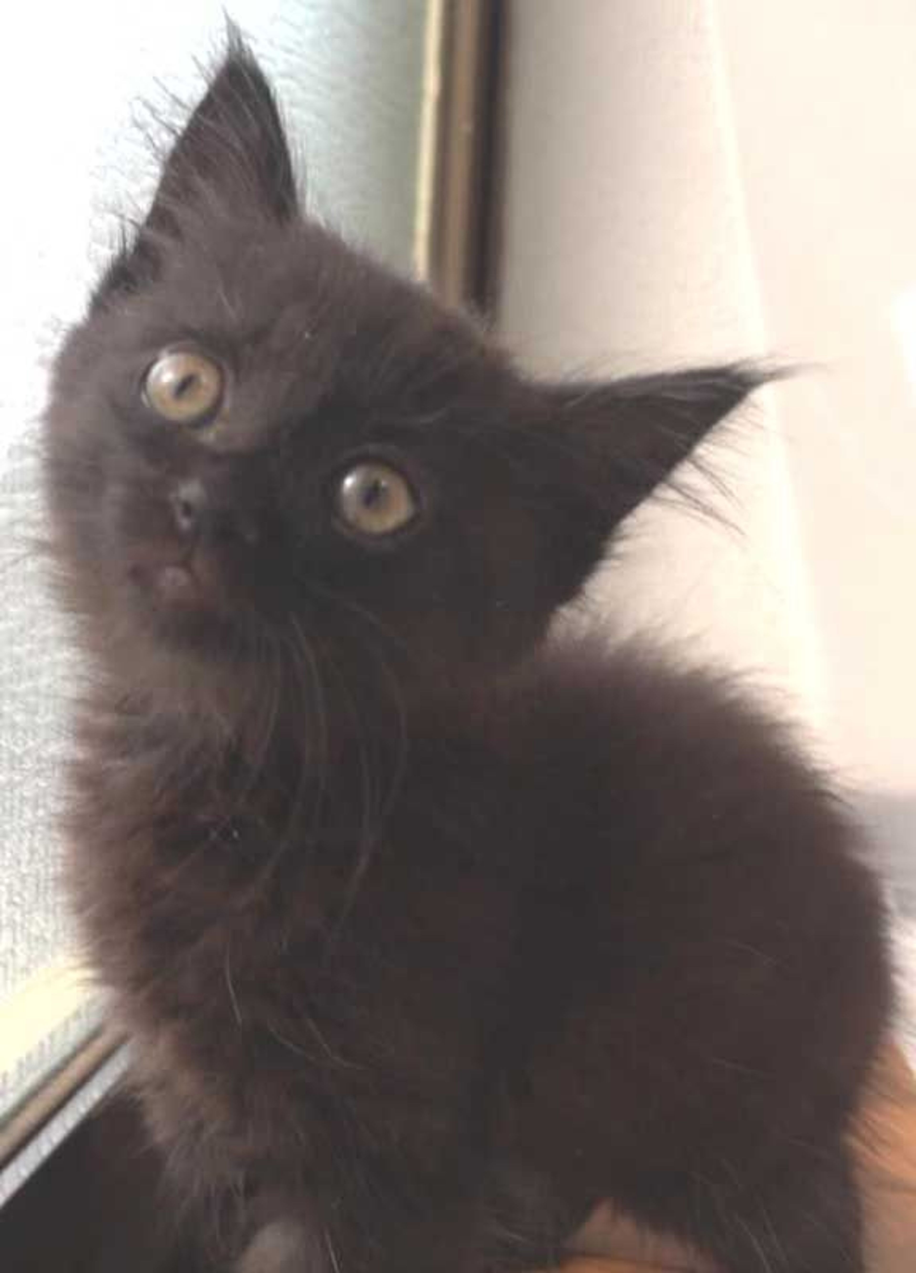 pet-image-4