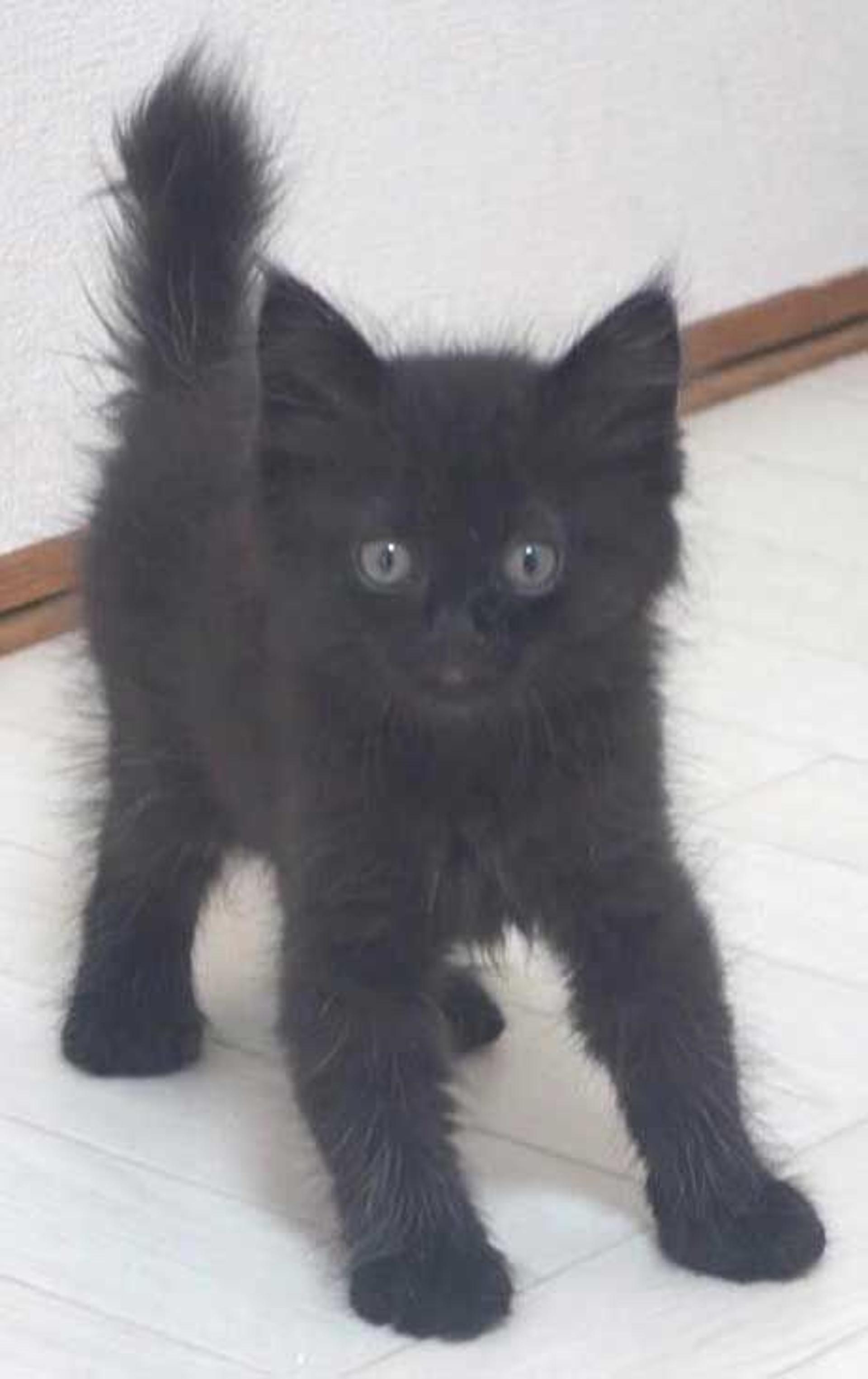 pet-image-5