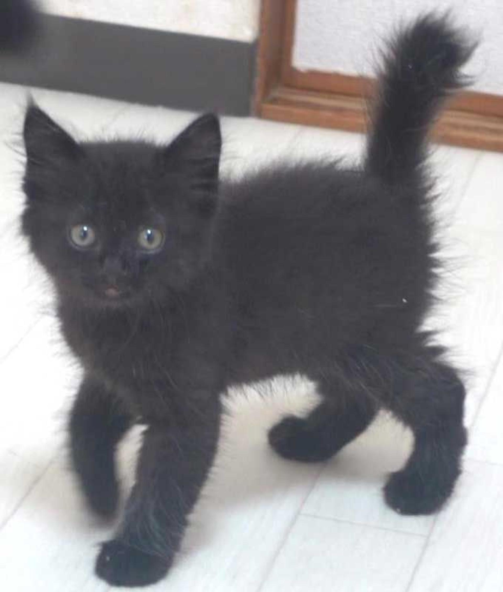 pet-image-7