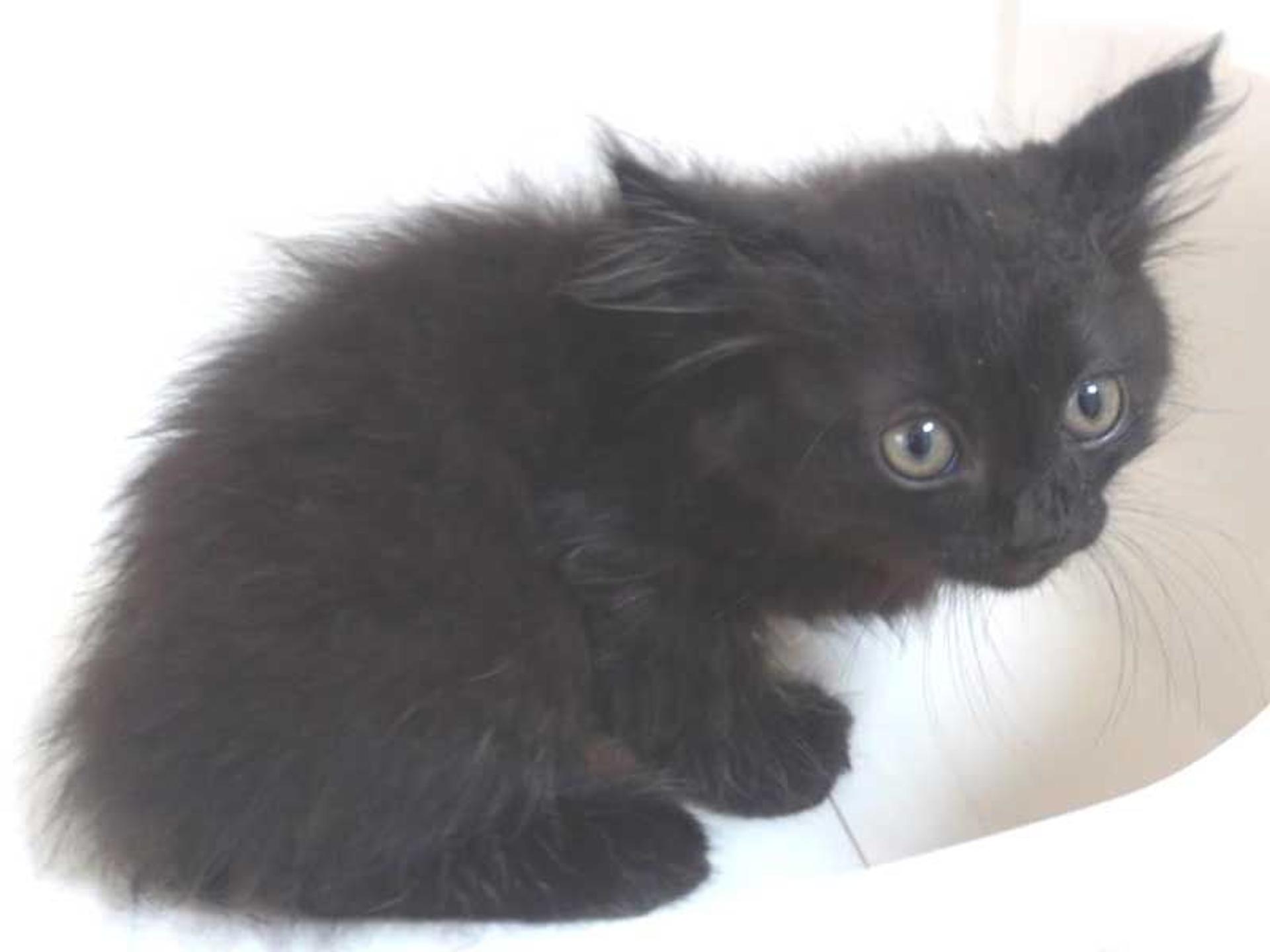 pet-image-8