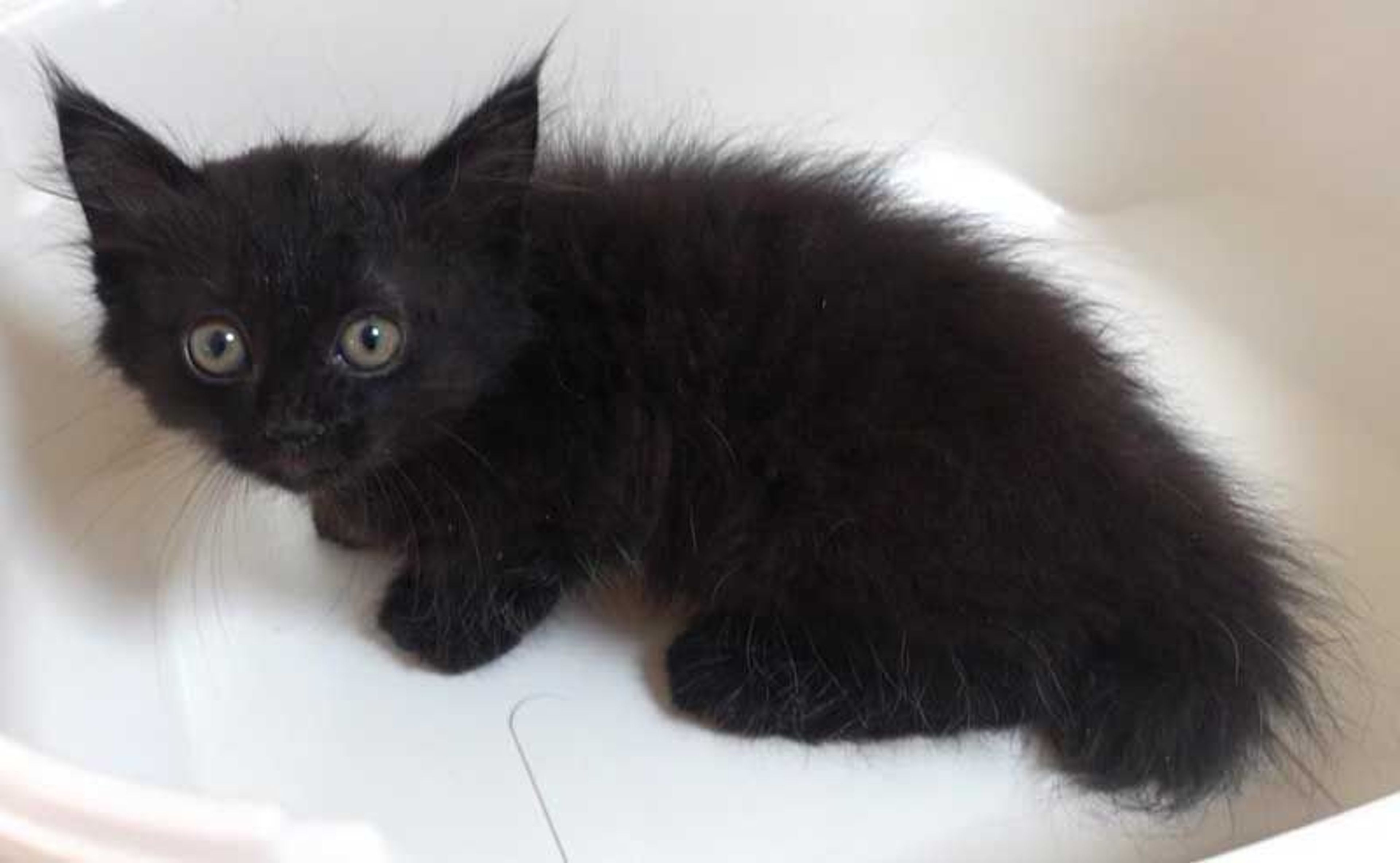 pet-image-9