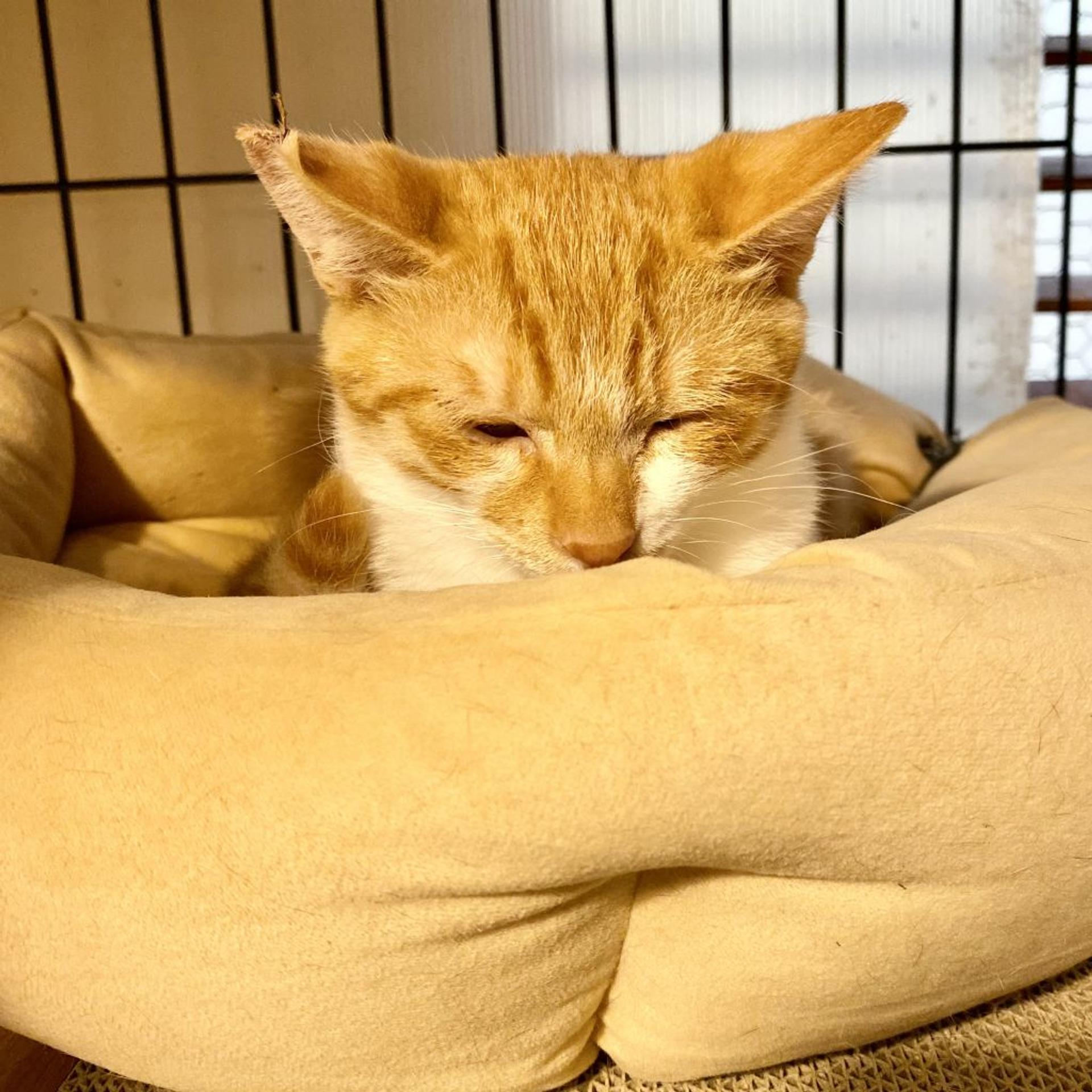 pet-image-5