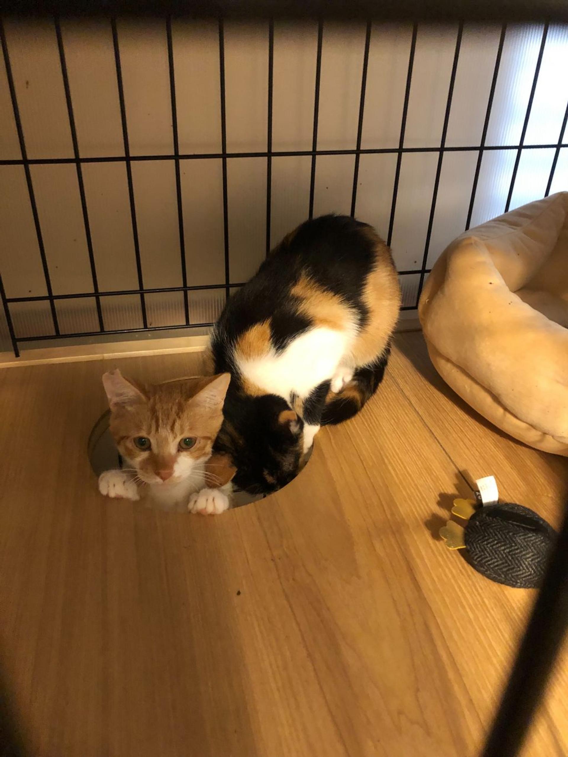 pet-image-6