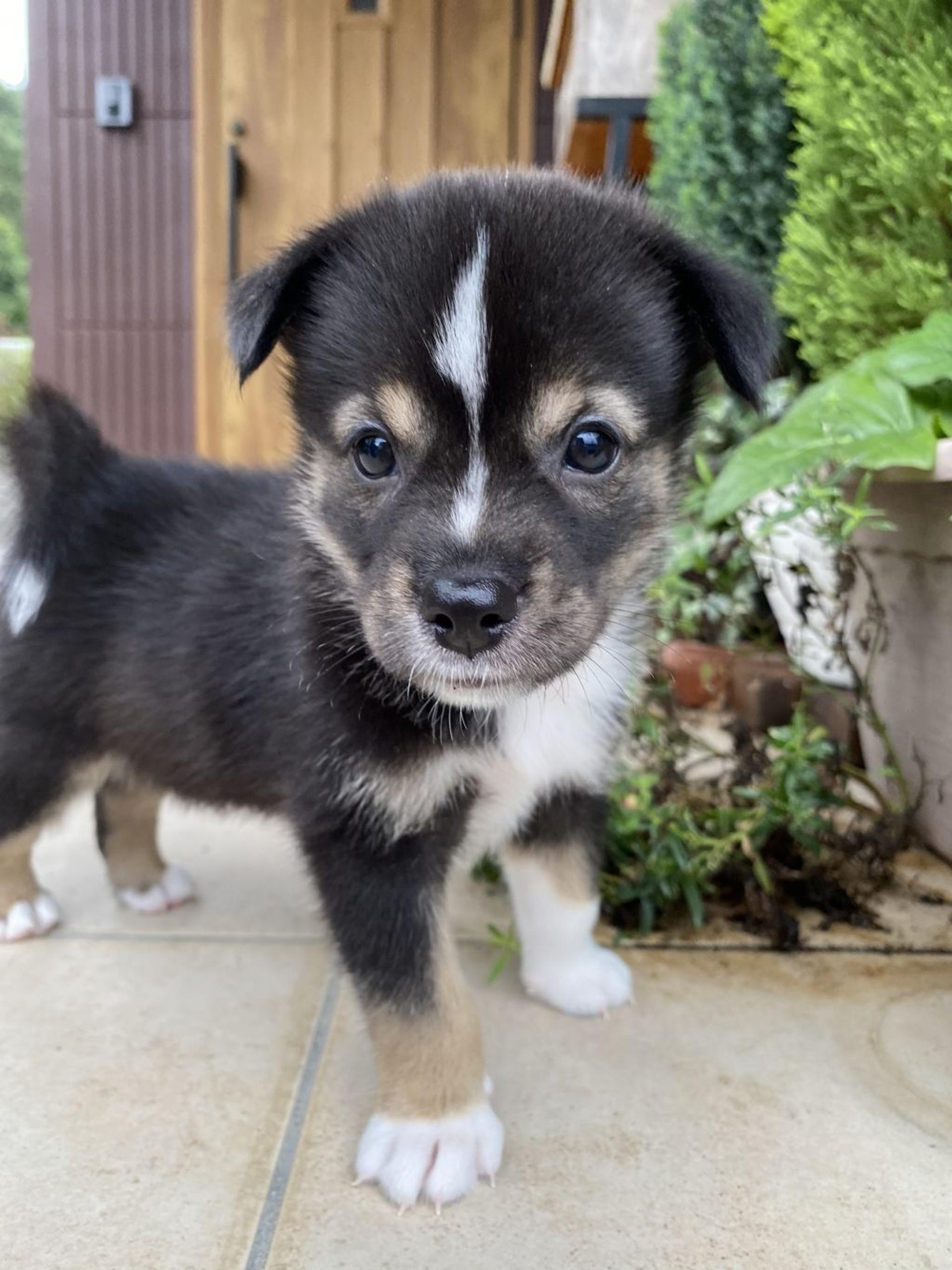 pet-image-2