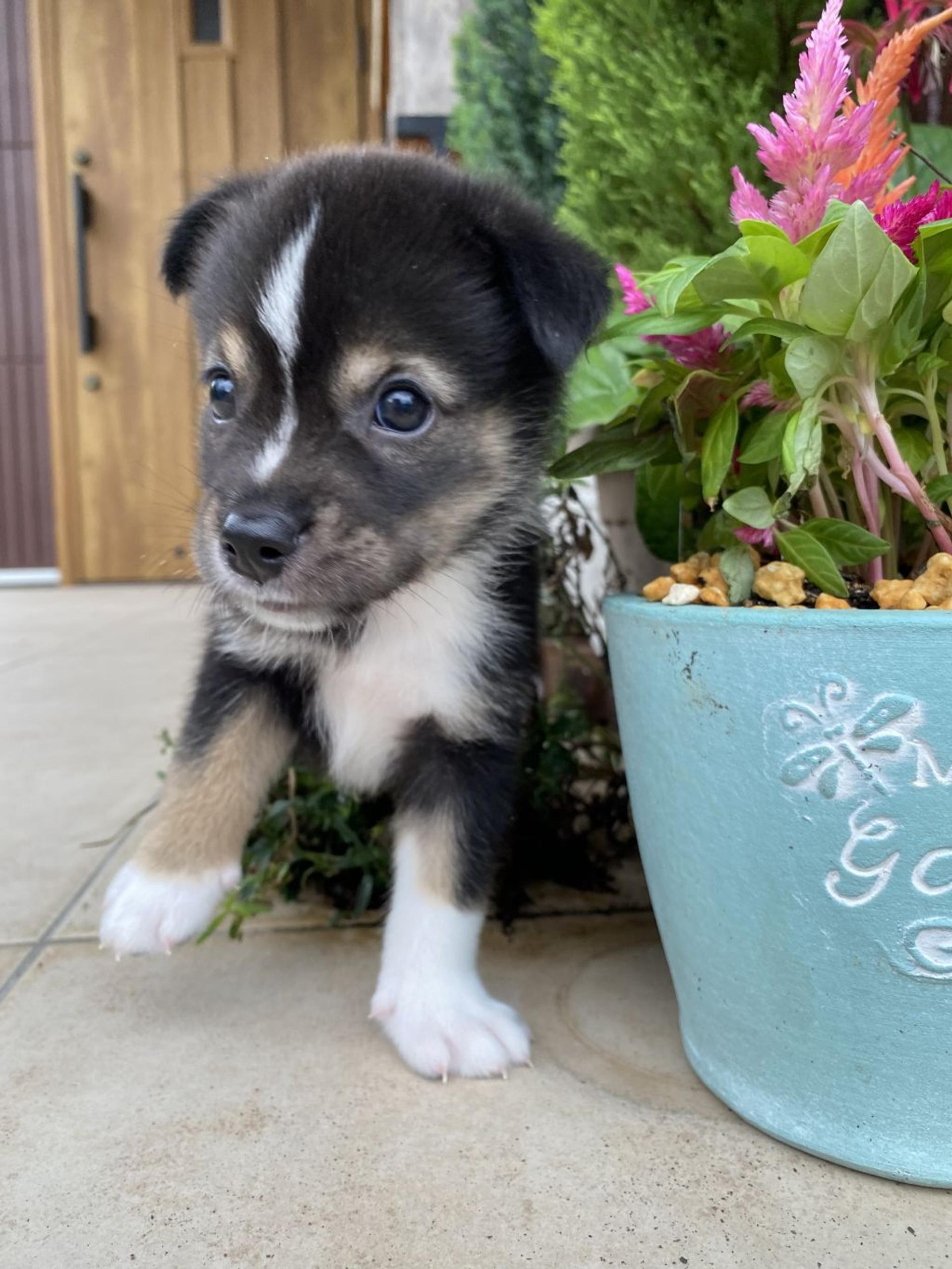 pet-image-3