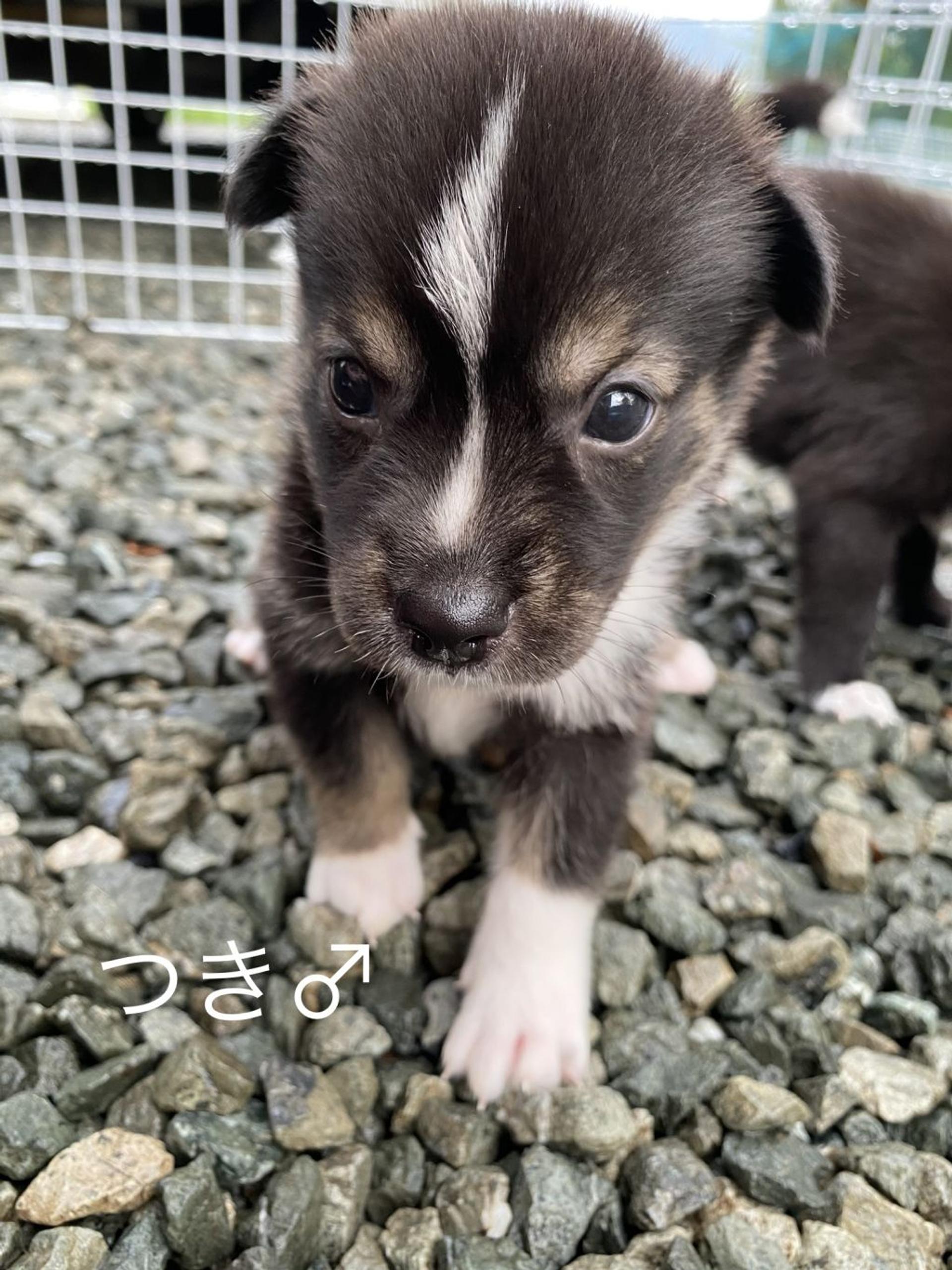 pet-image-5