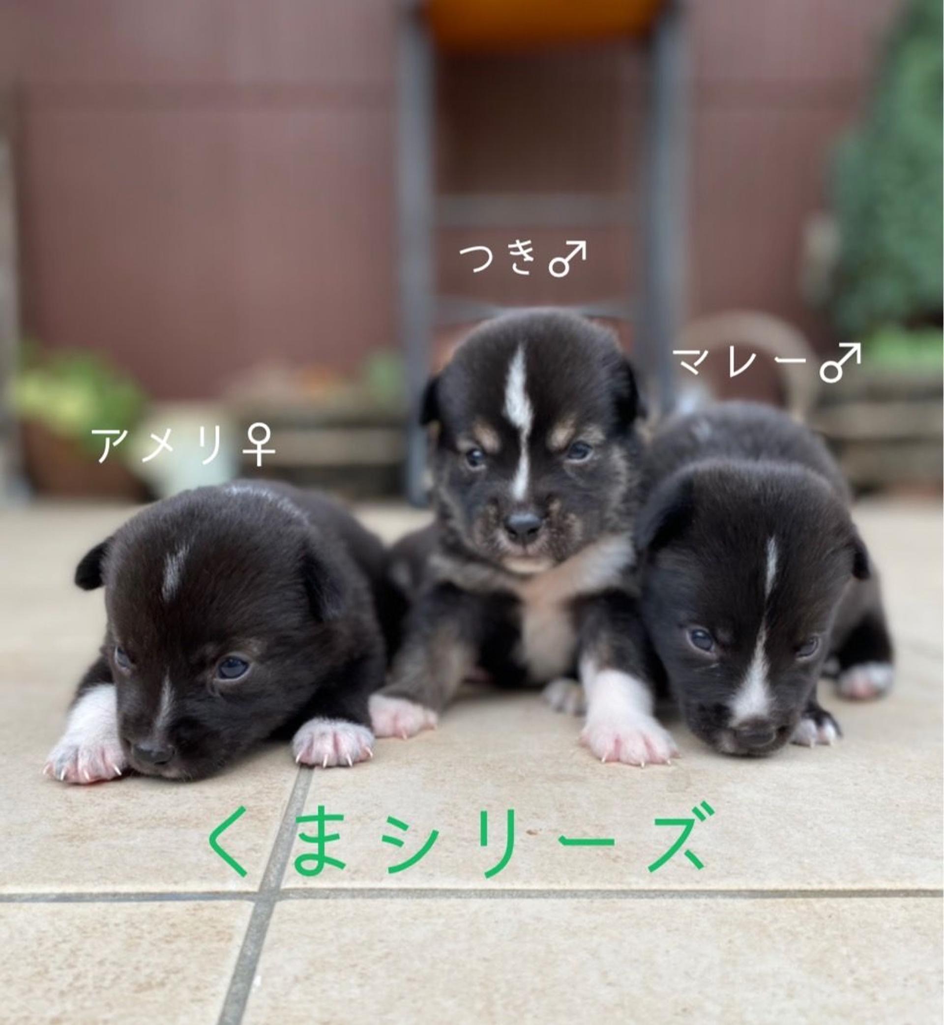 pet-image-6