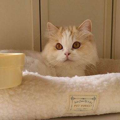 ラガマフィンのママちゃんの写真