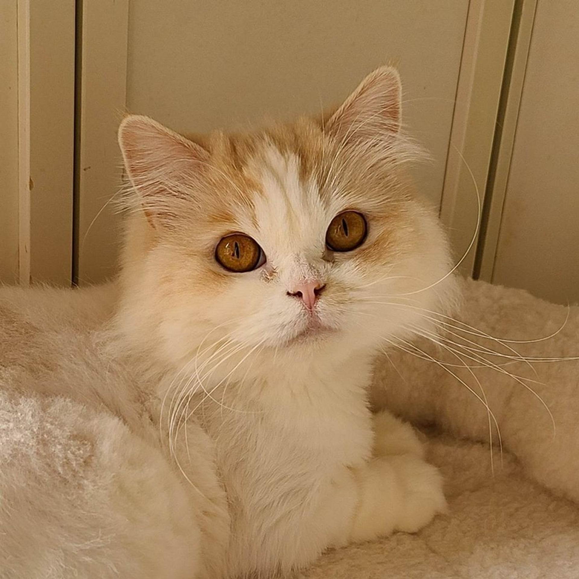 pet-image-3