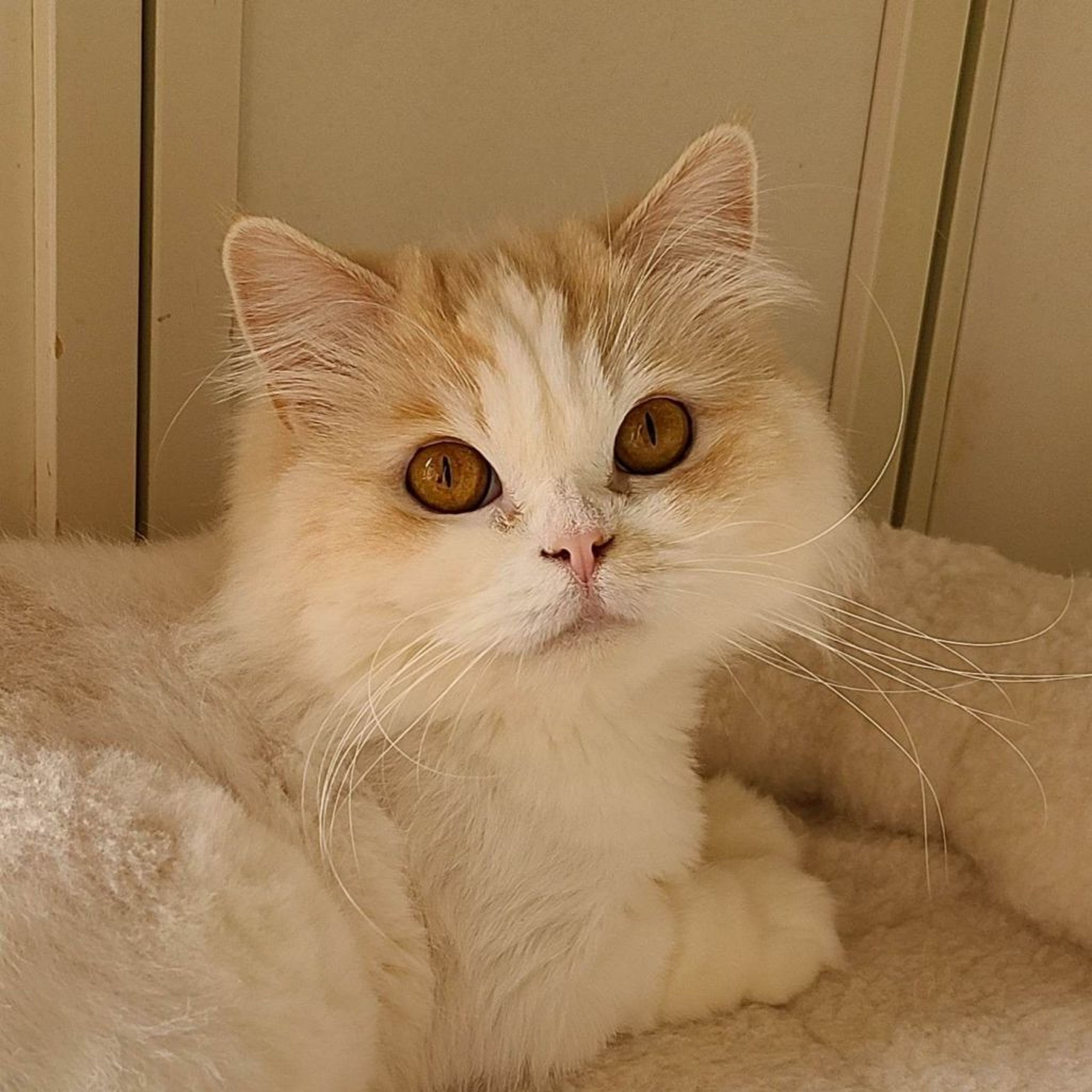 pet-image-3