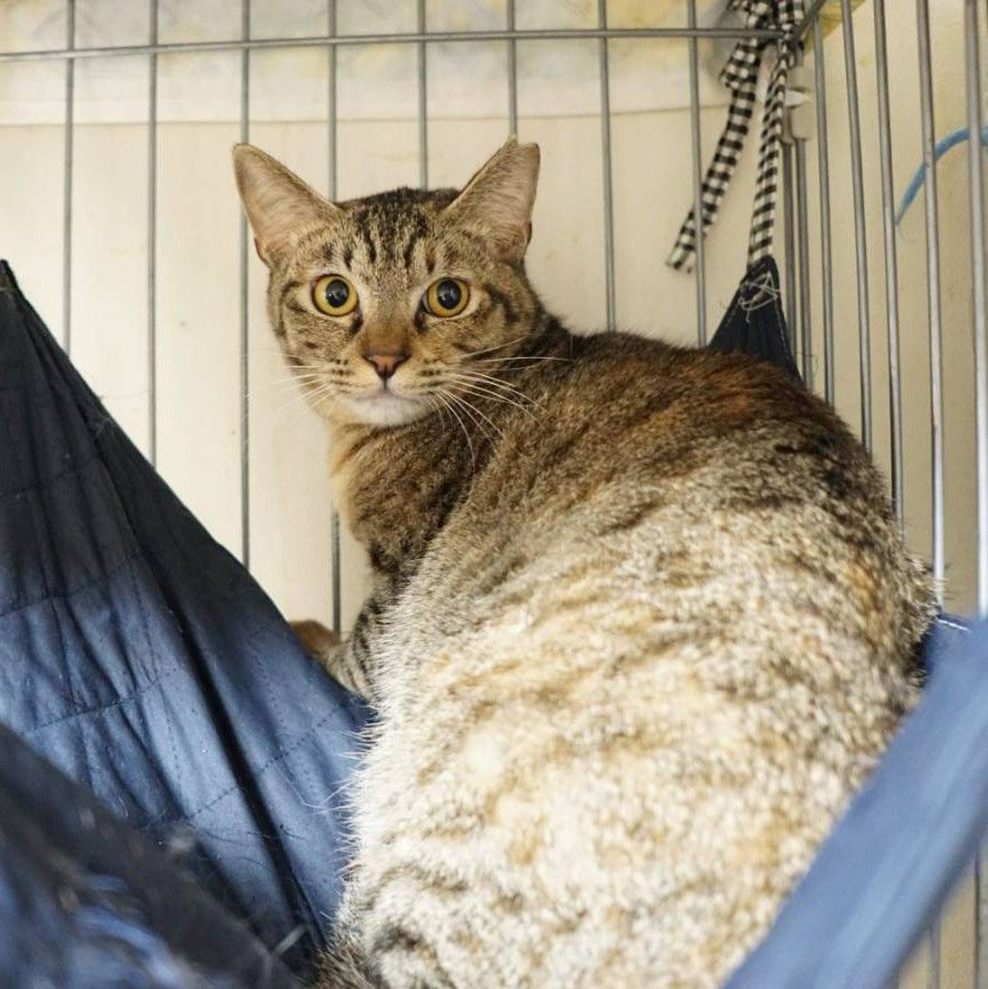 雑種（ミックス猫）・メスの里親募集の写真