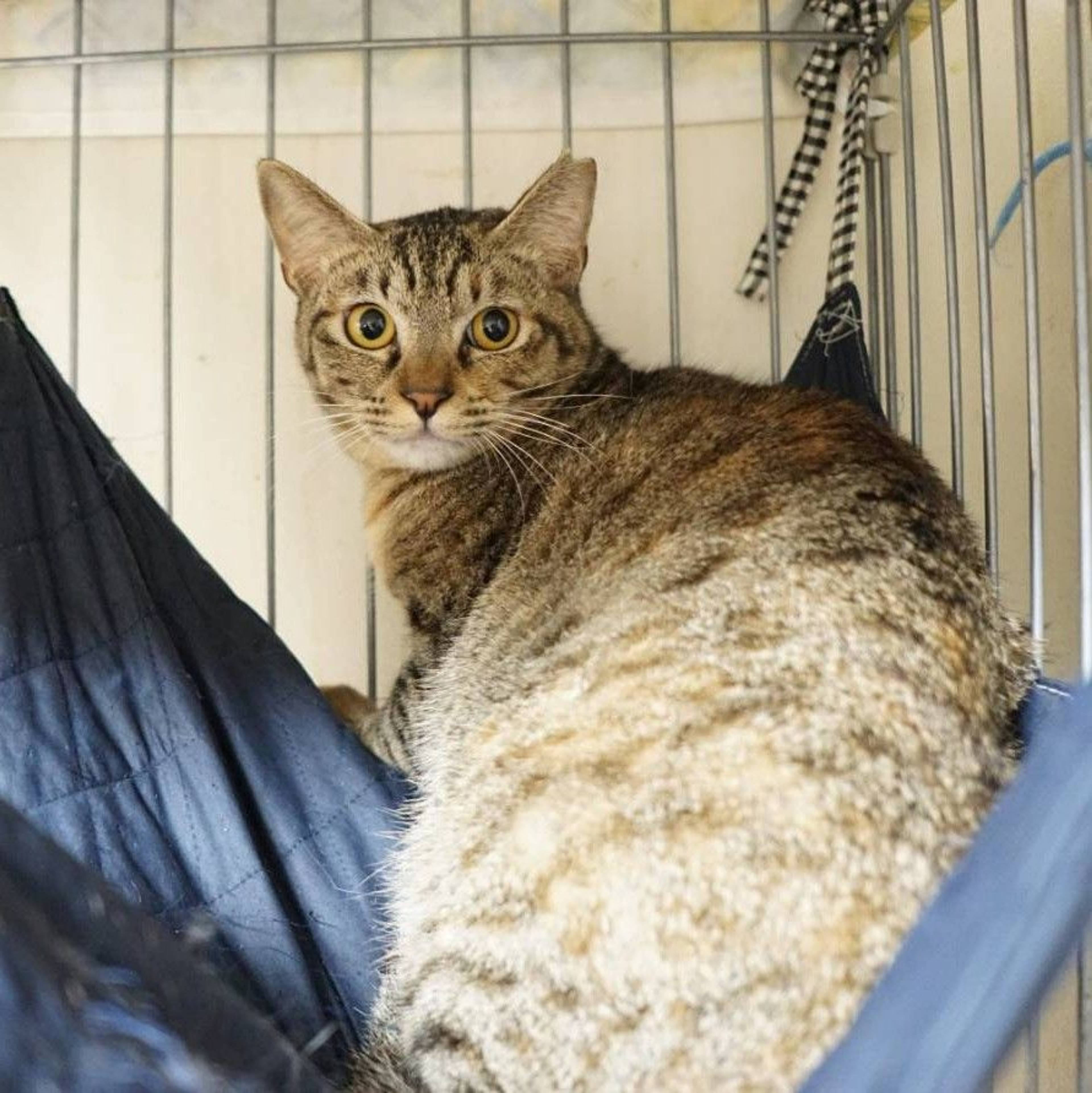 雑種（ミックス猫）・メスの里親募集の写真