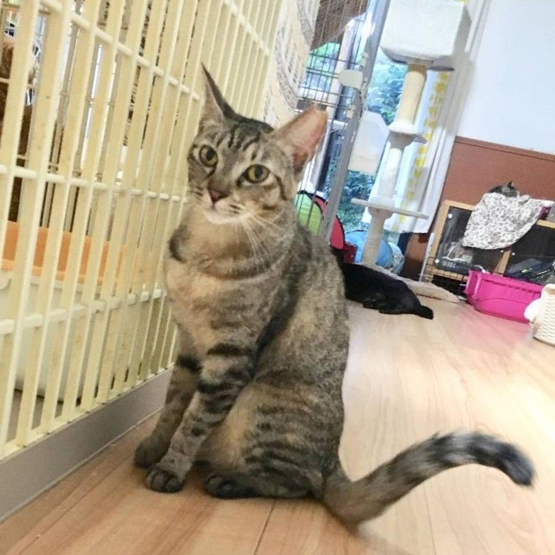 pet-image-2