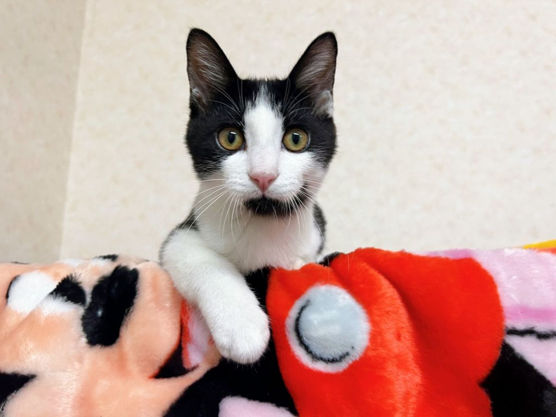 雑種（ミックス猫）・オスの里親募集の写真