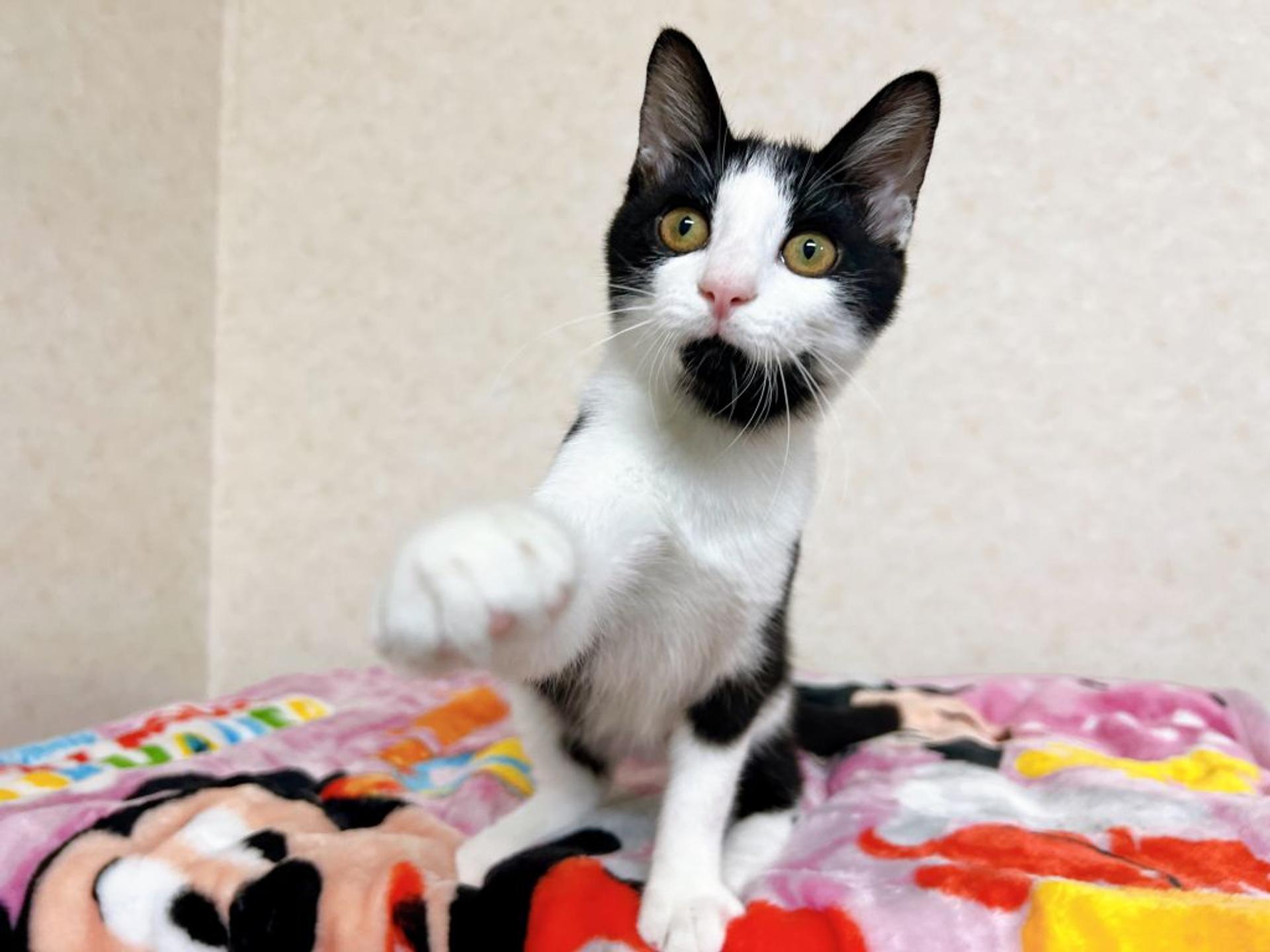 pet-image-2