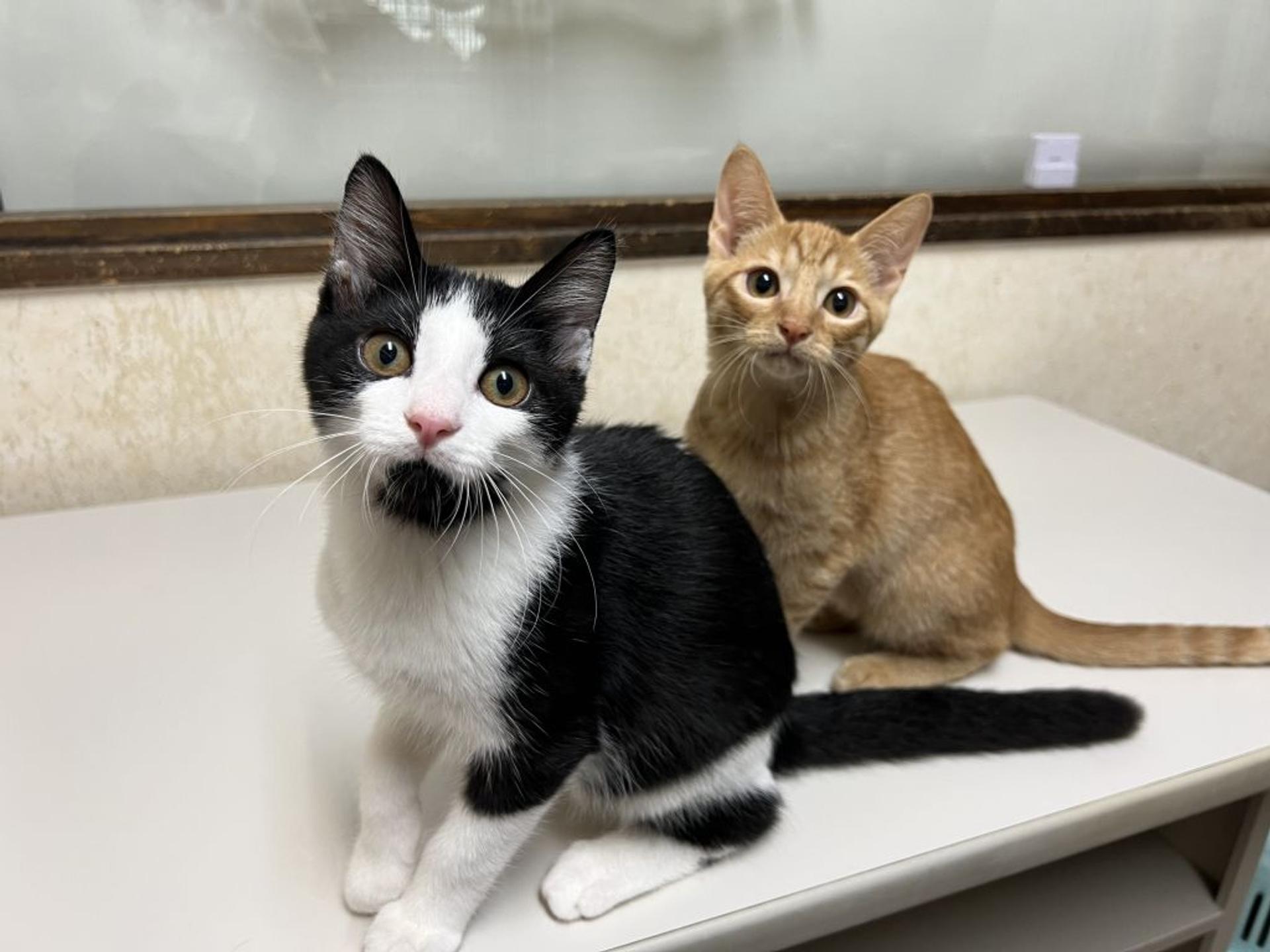 pet-image-8