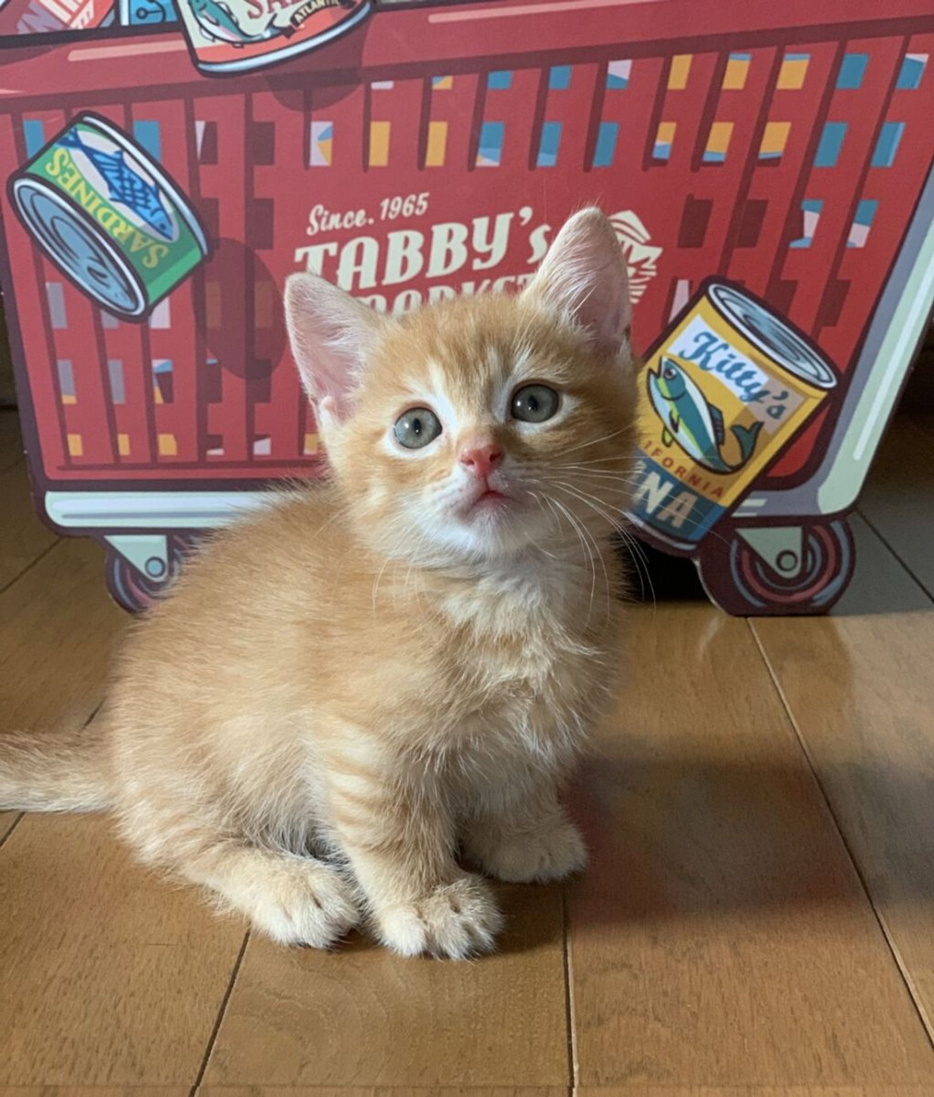 マンチカン・オスの里親募集の写真