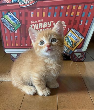 マオくん