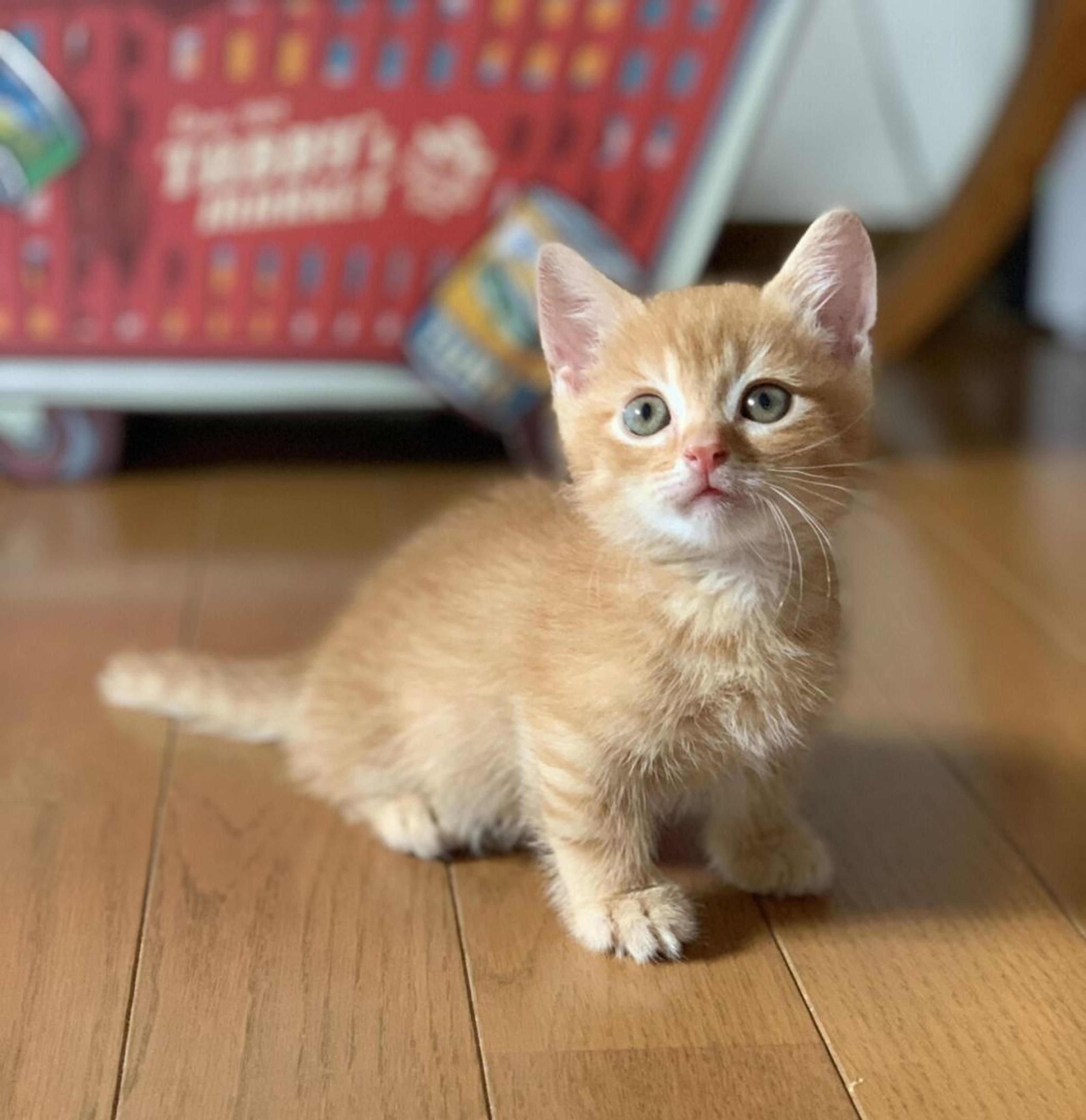 pet-image-4