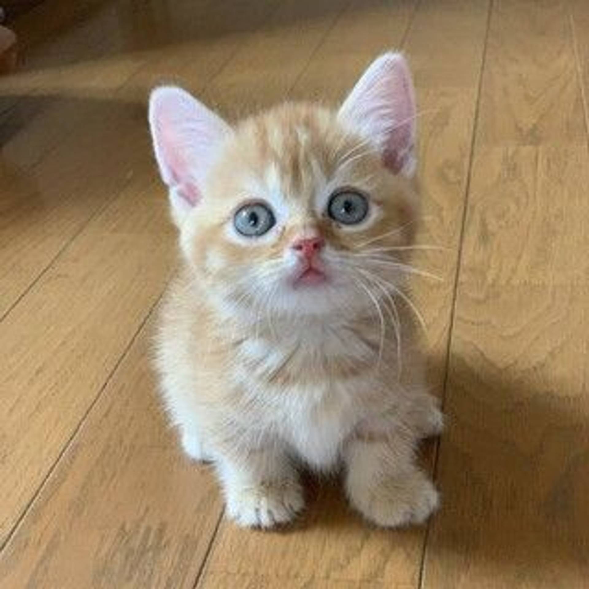 マンチカン・オスの里親募集の写真