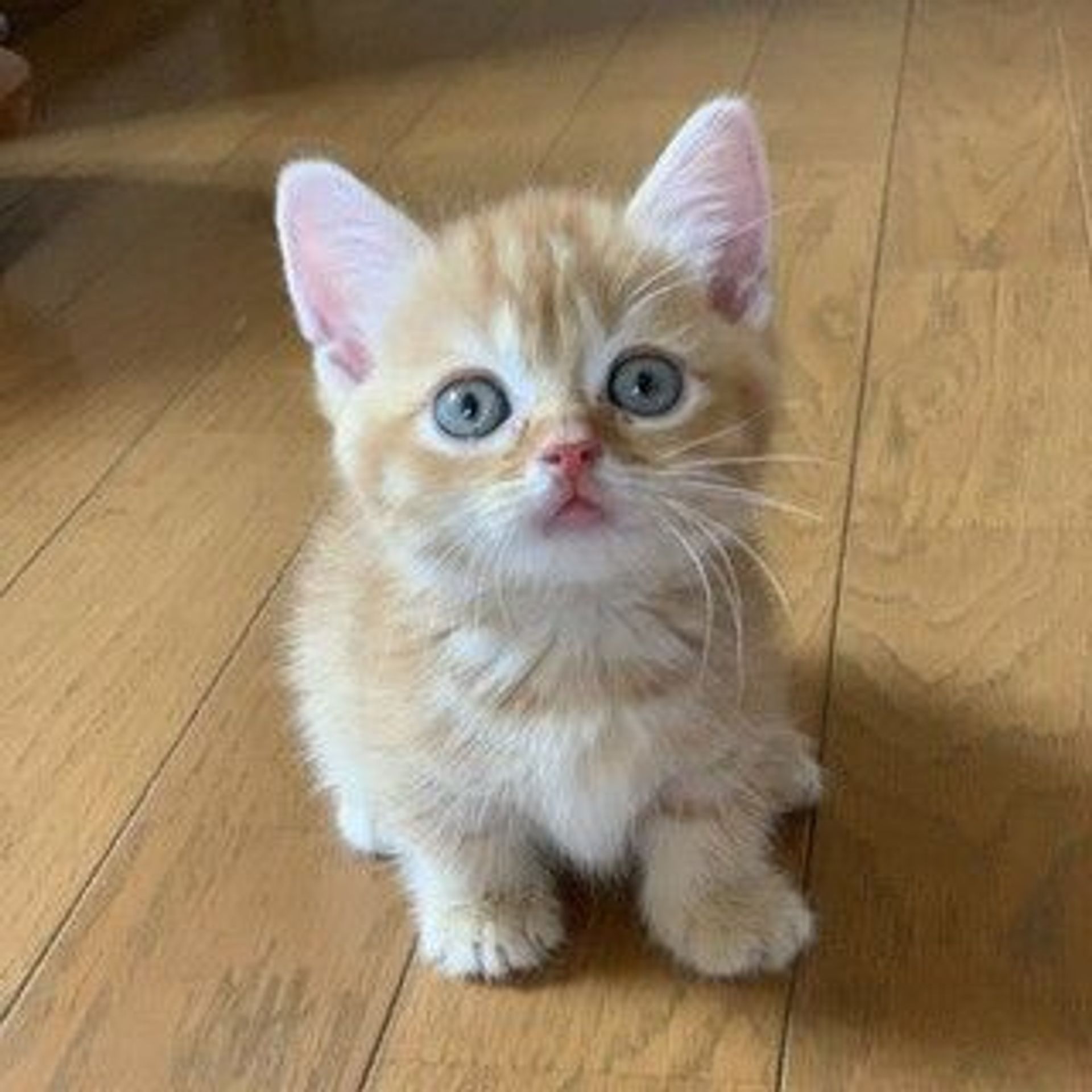 マンチカン・オスの里親募集の写真