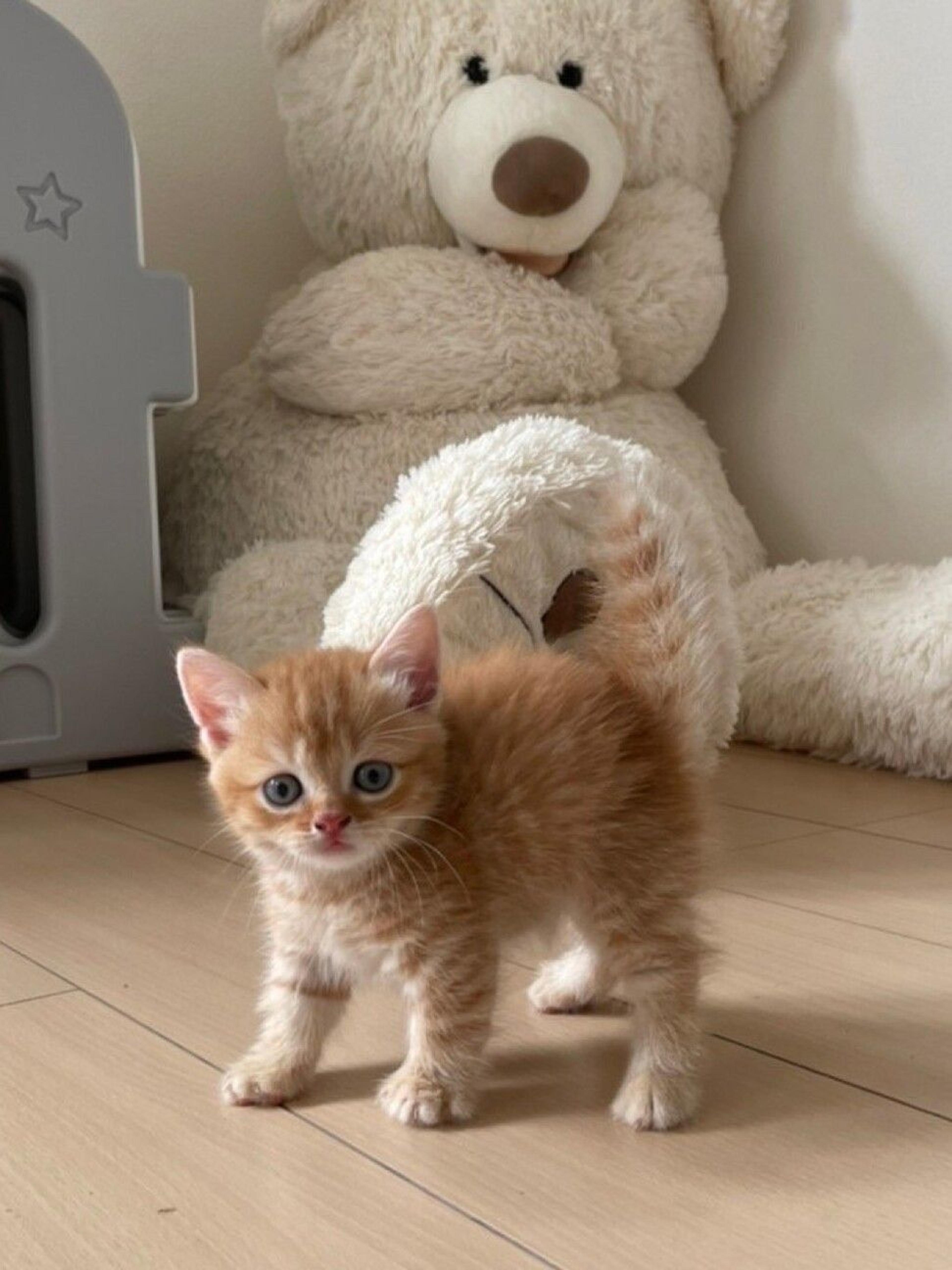pet-image-2