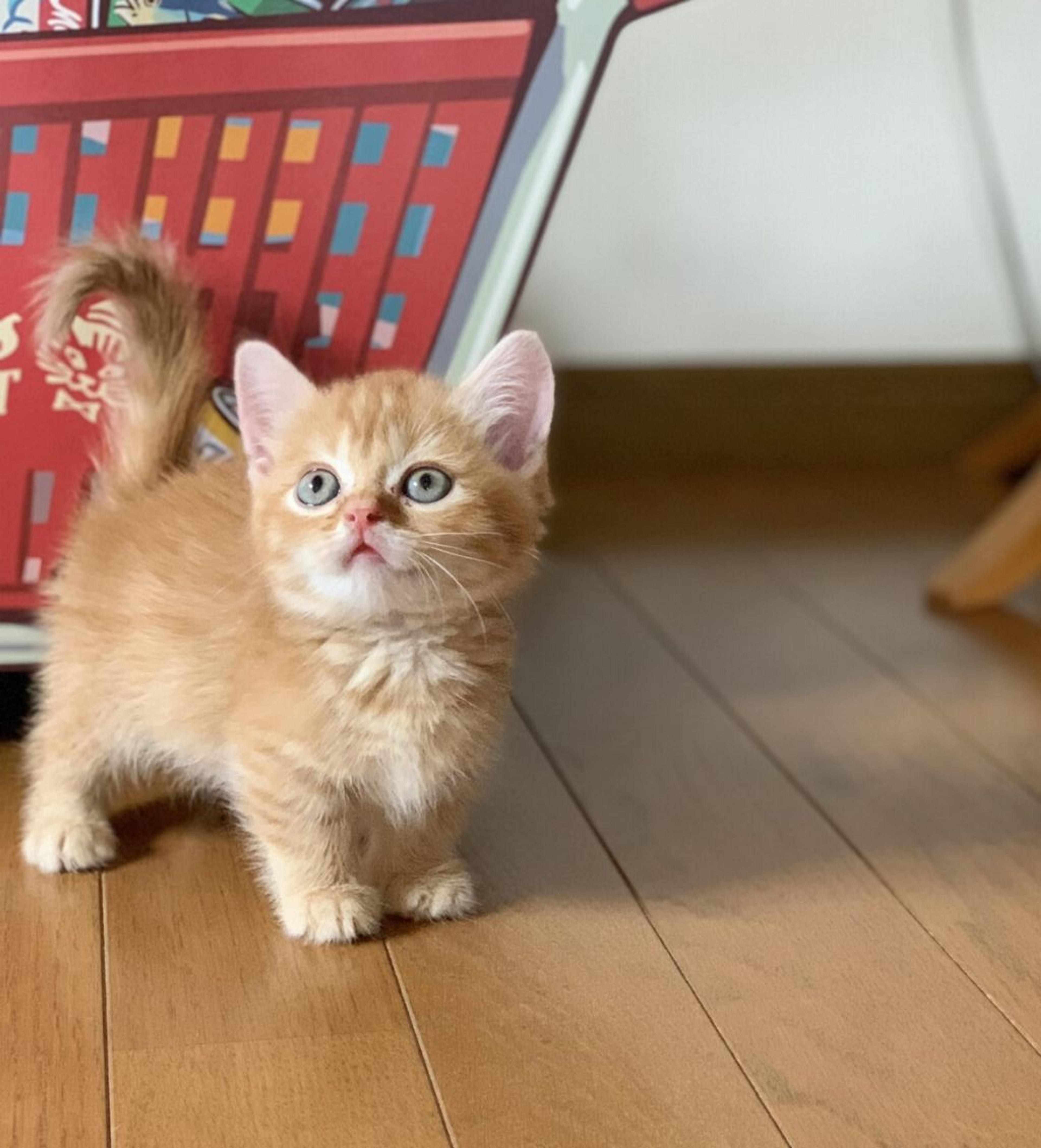 pet-image-5