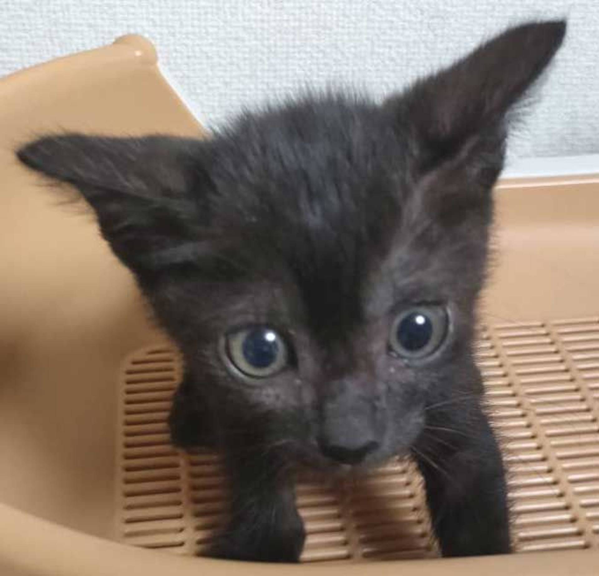 雑種（ミックス猫）・メスの里親募集の写真