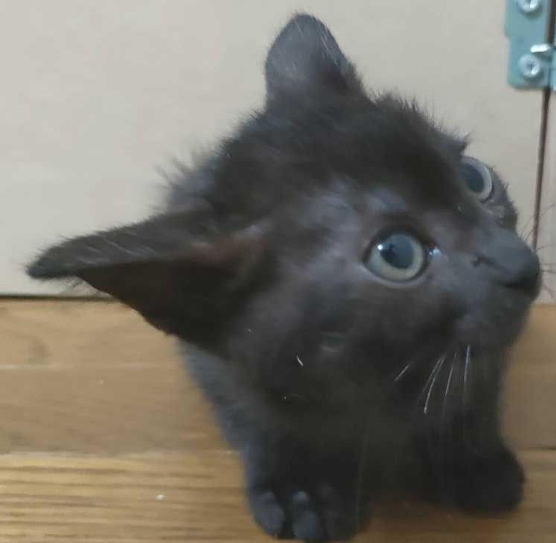 pet-image-2