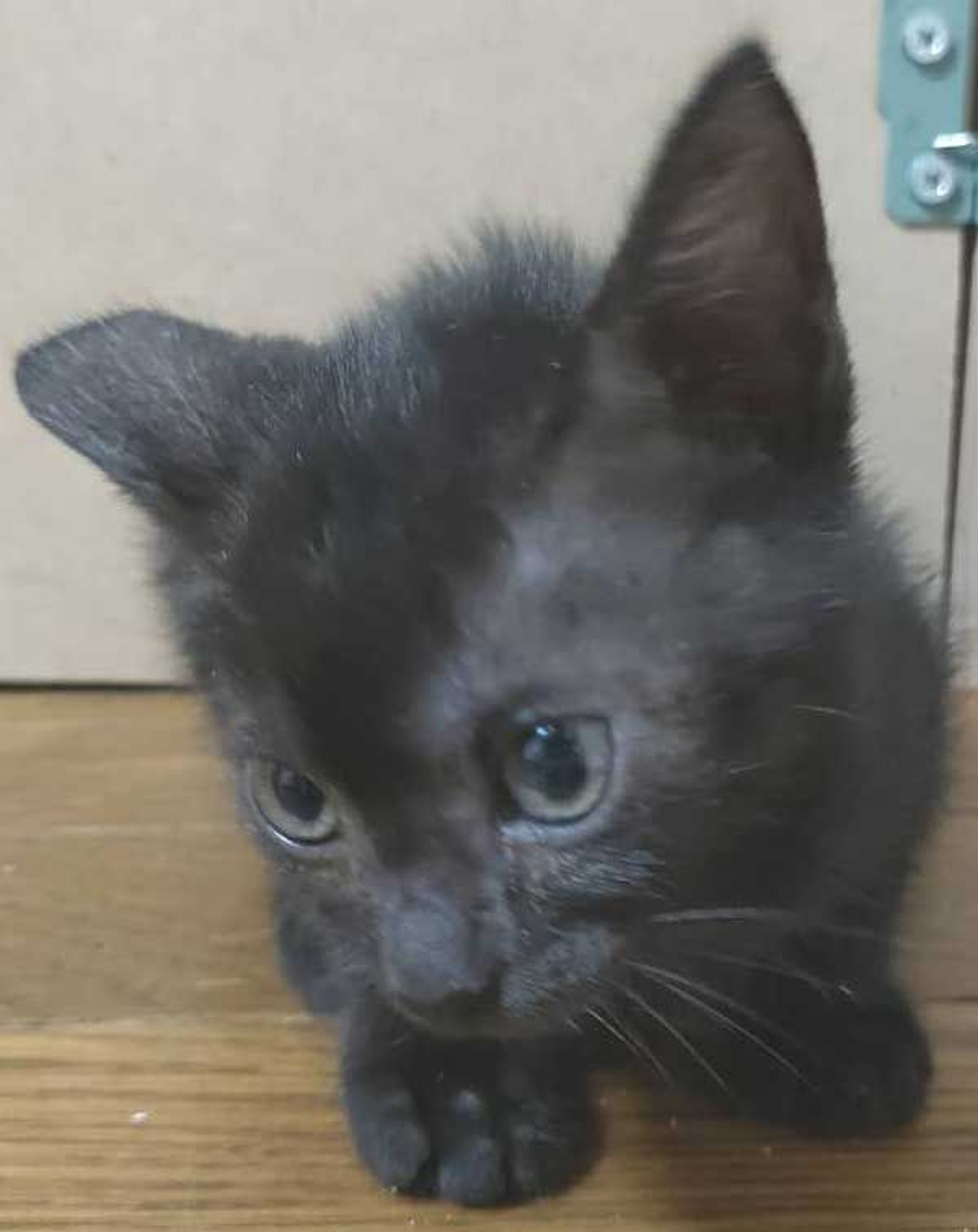 pet-image-3