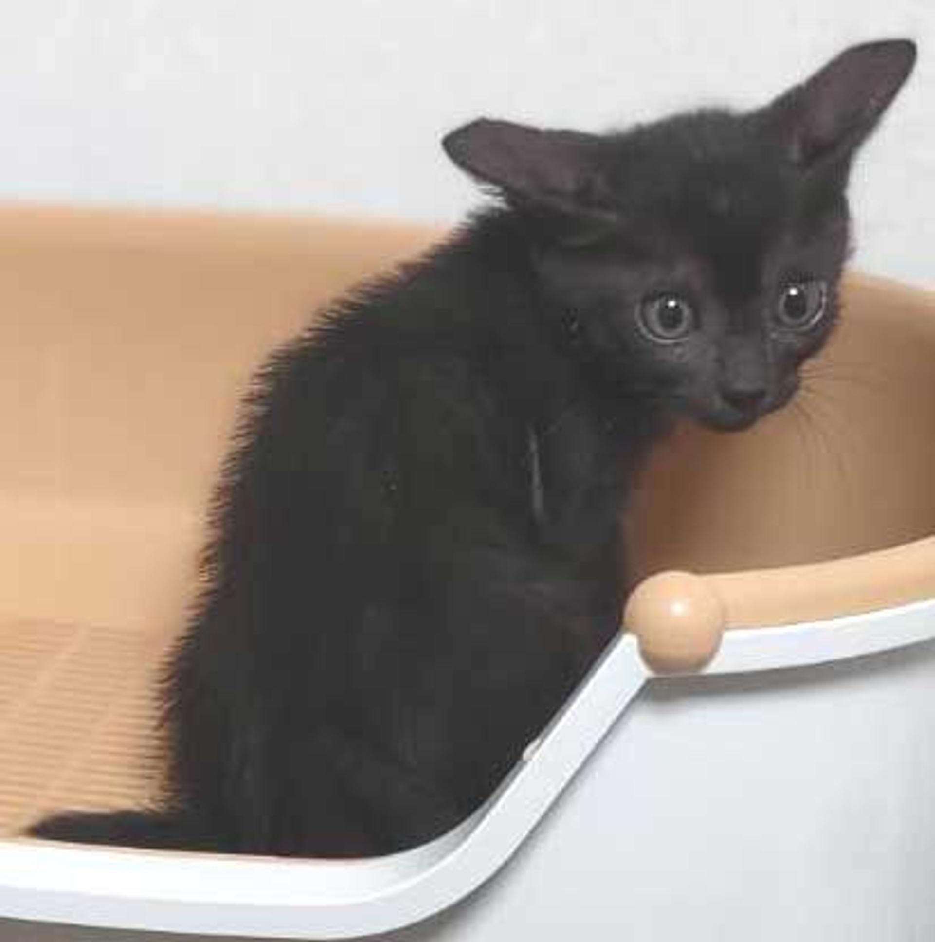 pet-image-4
