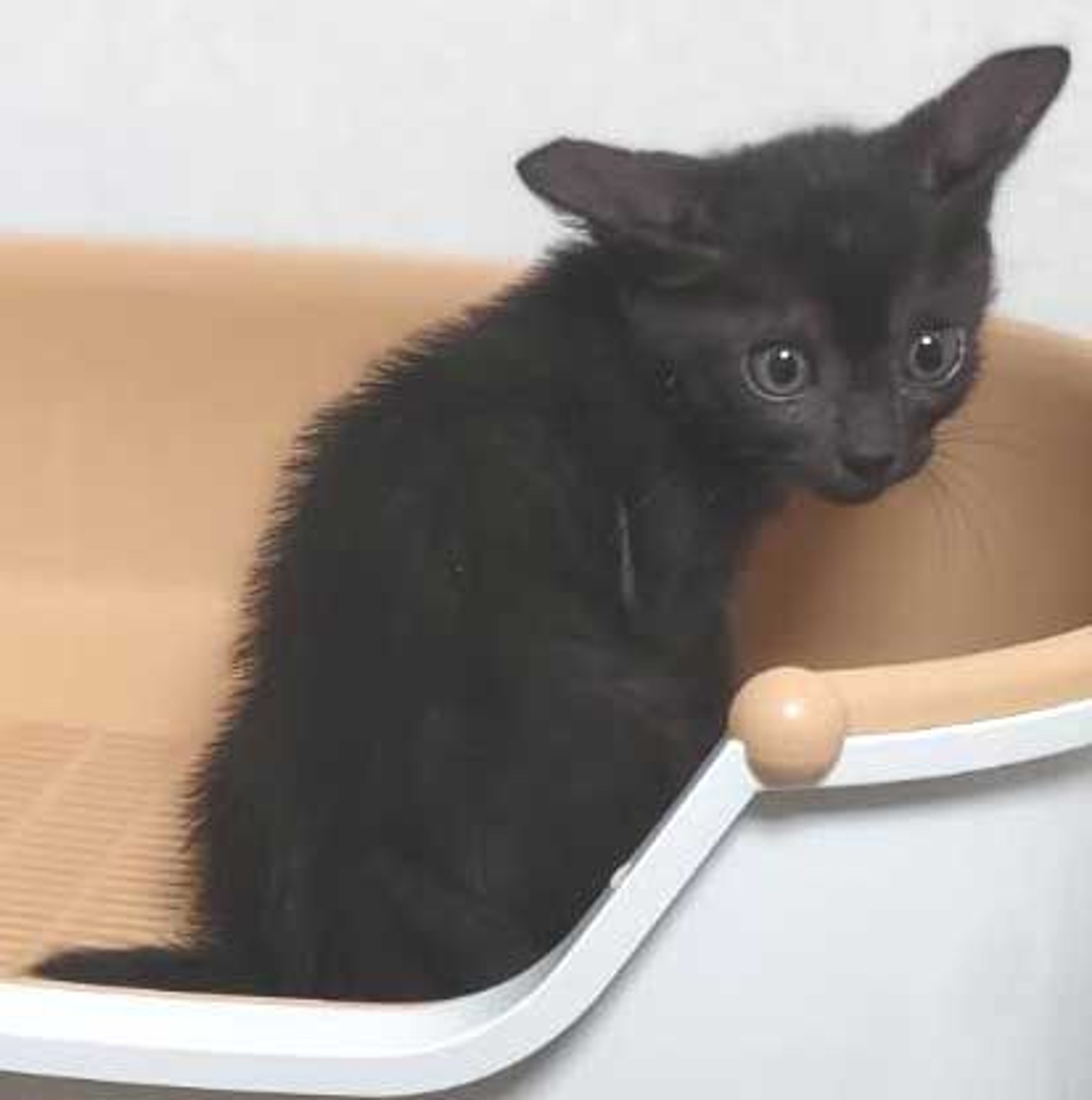 pet-image-4